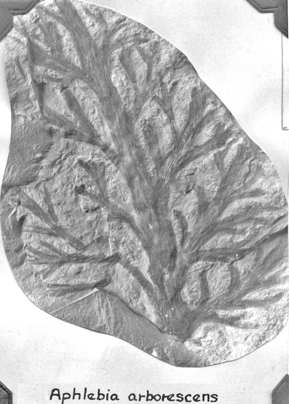 Aphlebia arborescens, GL photograph, page 77