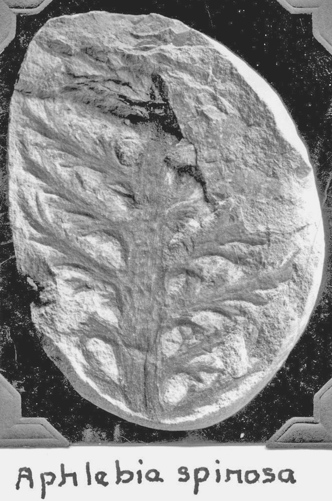 Aphlebia spinosa, GL photograph, page 77