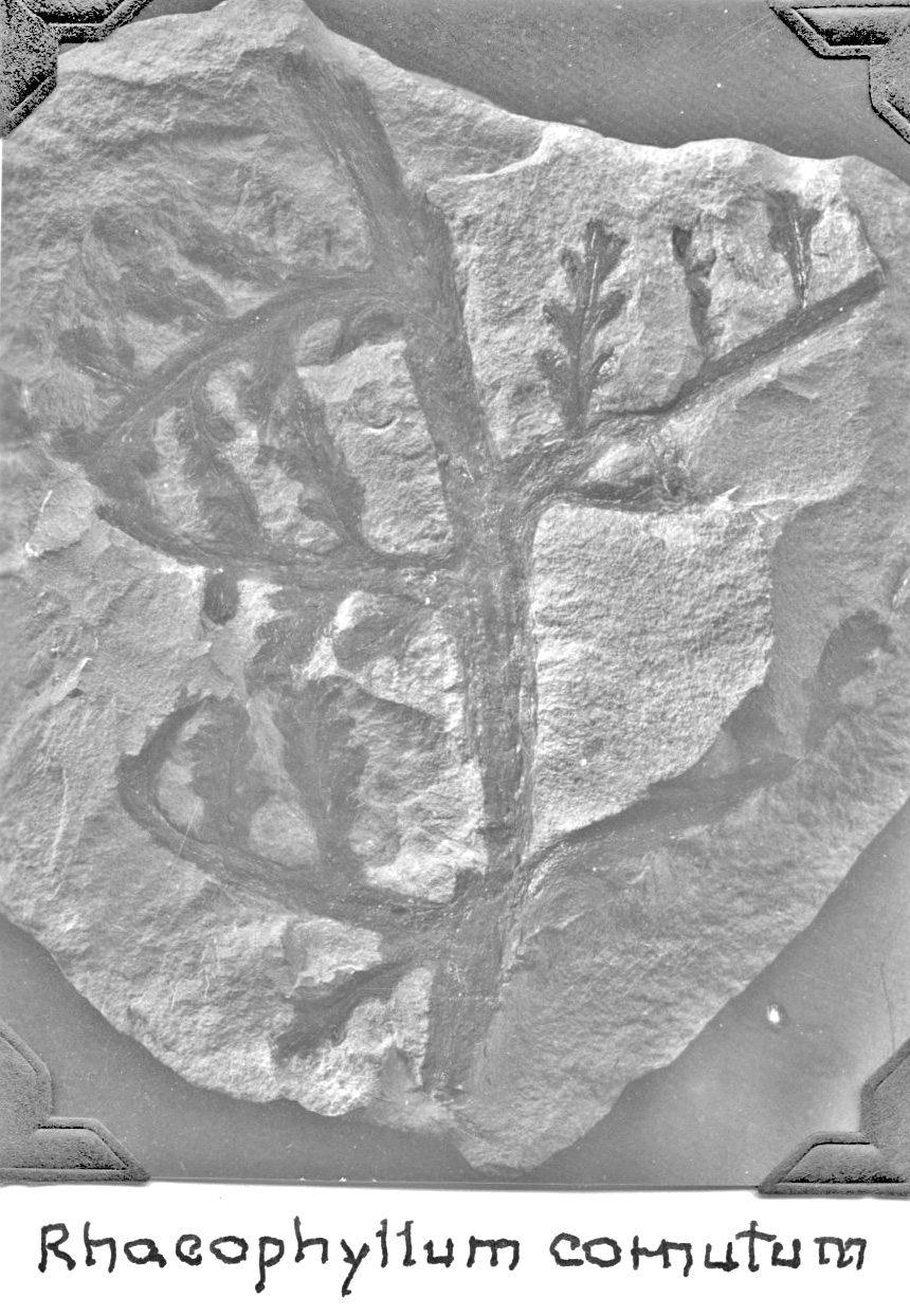 Rhaeophyllum cornutum, GL photograph, page 77