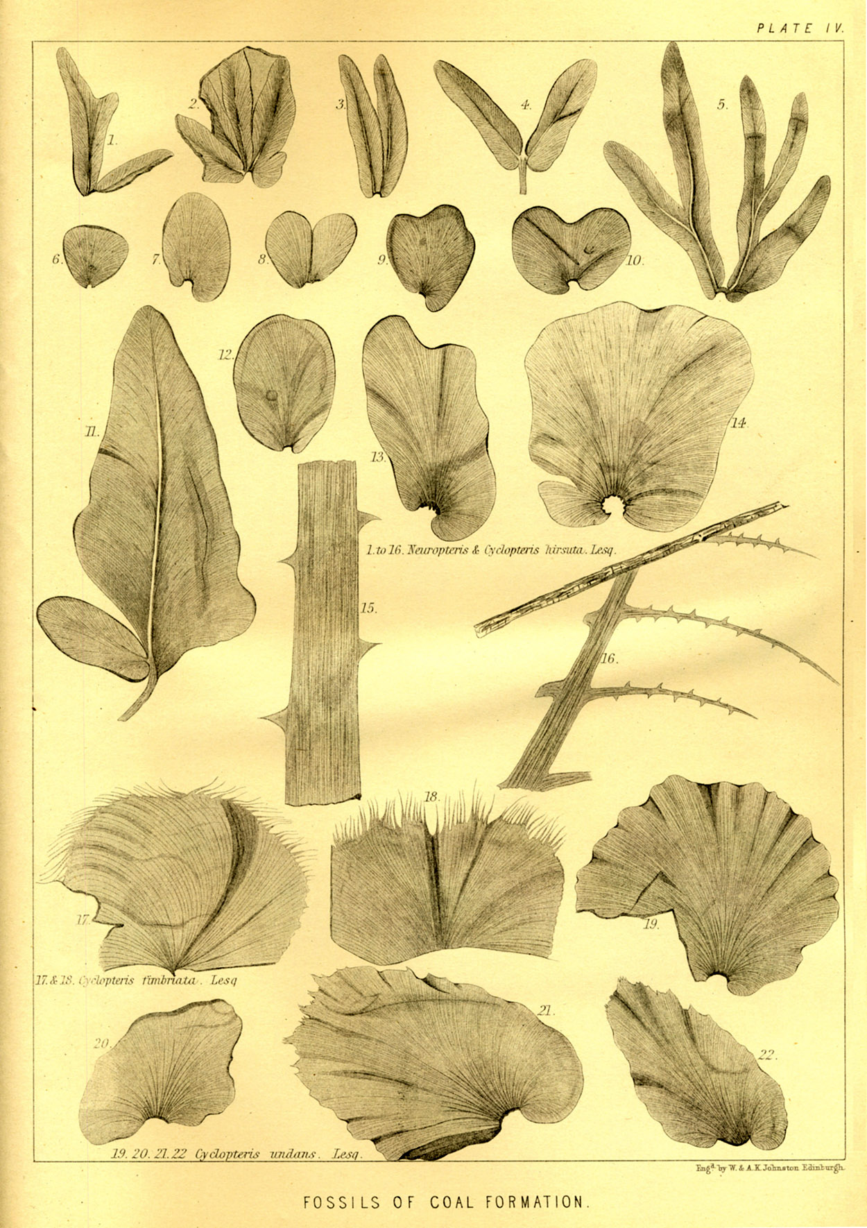 Lesquereux - Plate IV