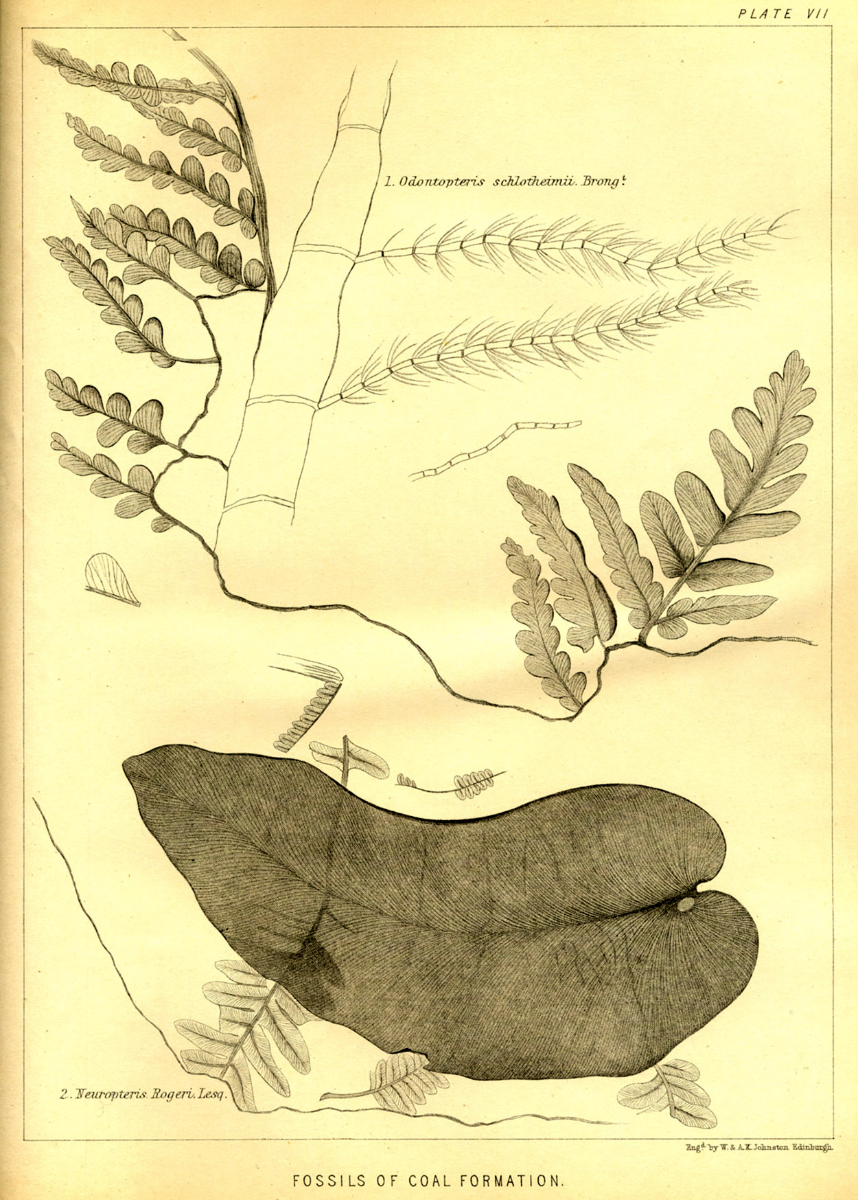 Lesquereux - 1868 - Plate VII
