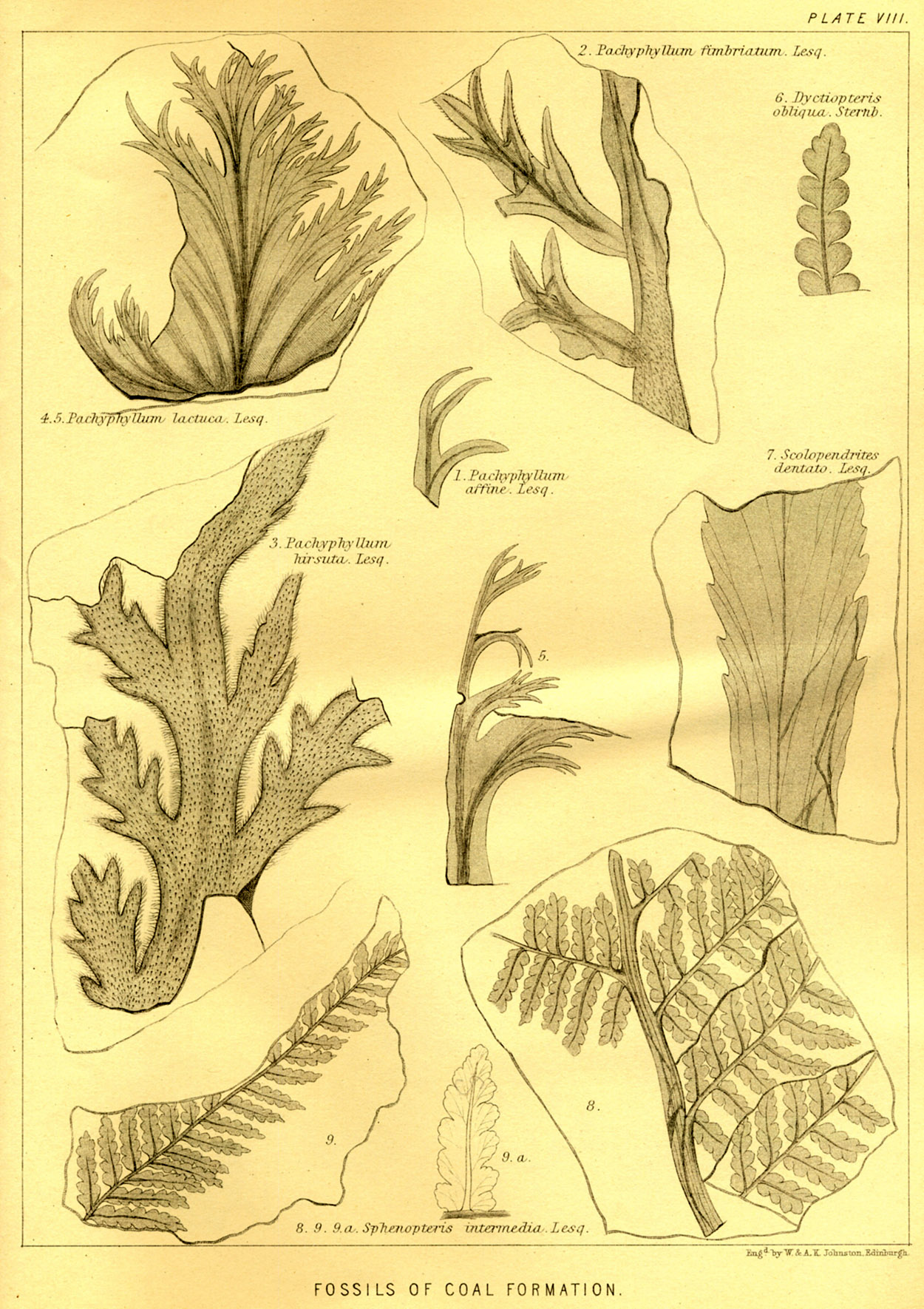 Lesquereux - 1868 - Plate VIII