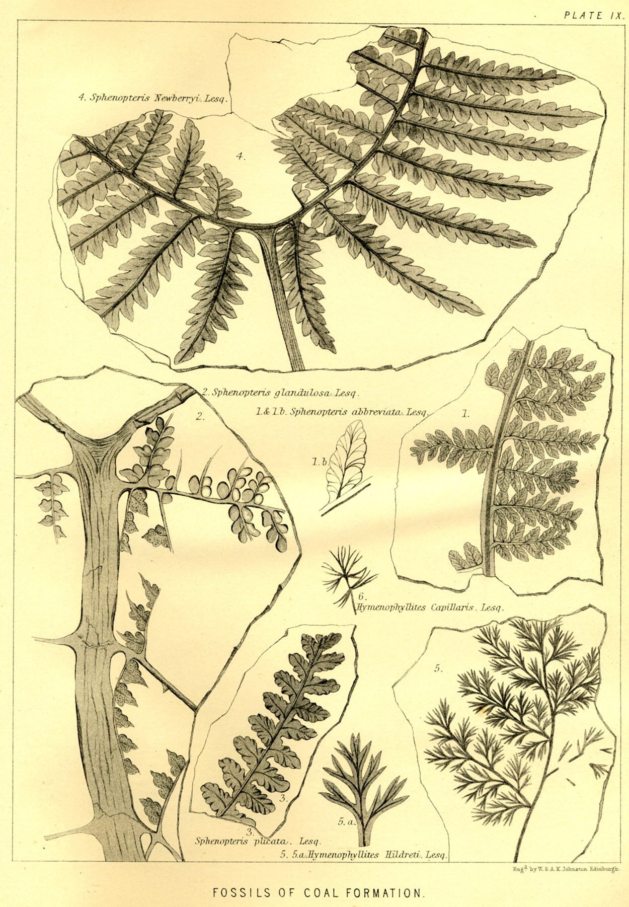 Lesquereux- 1868 - Plate IX