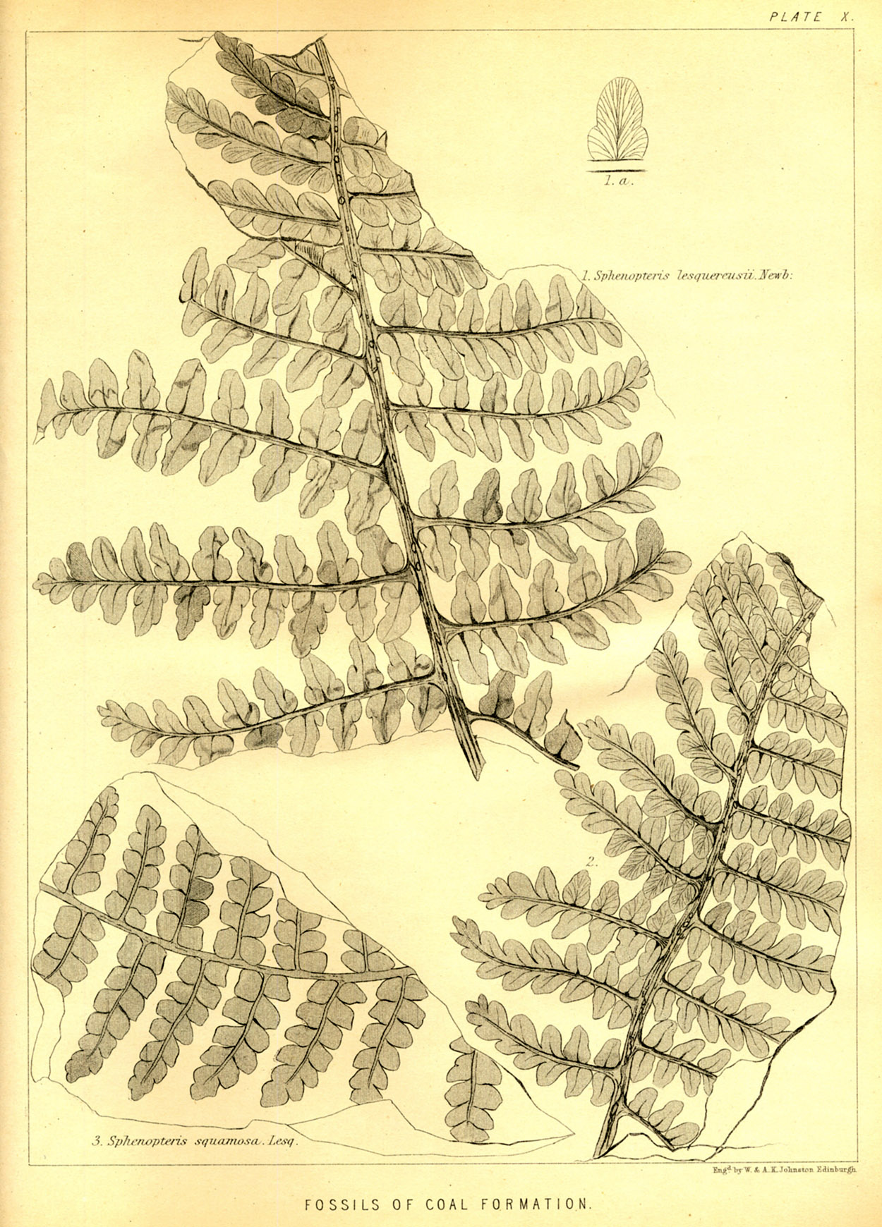 Lesquereux - 1868- Plate X