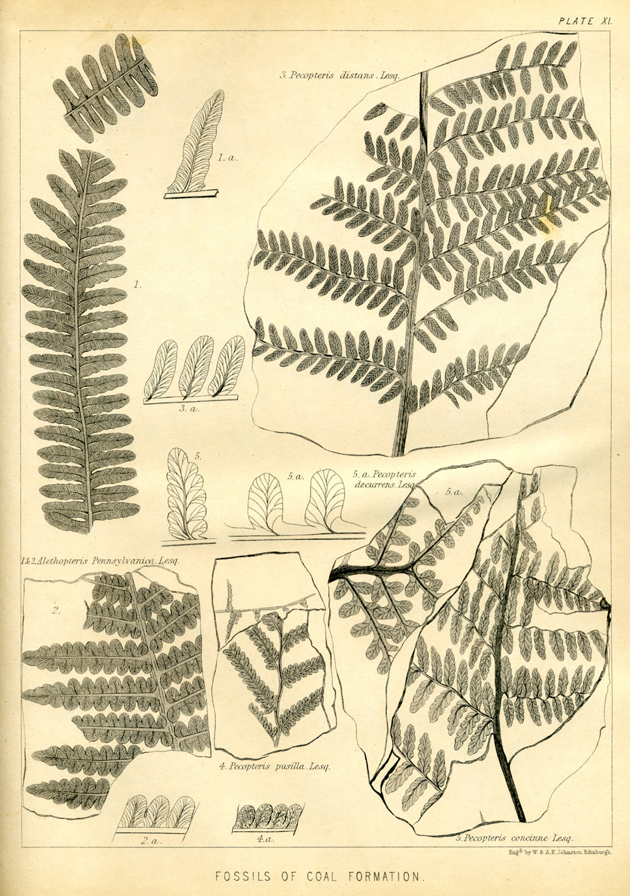 Lesquereux - 1868 - Plate XI