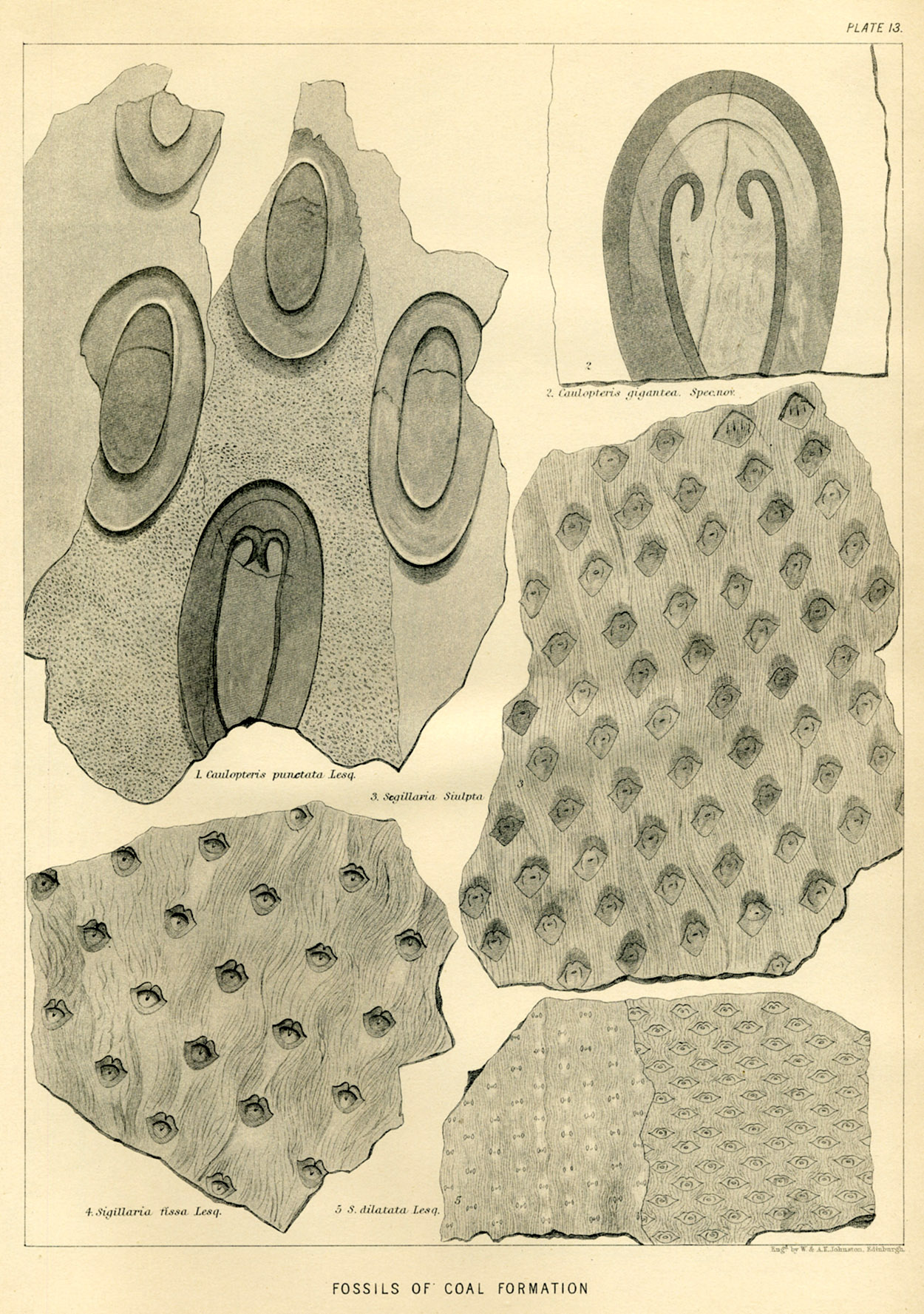 Lesquereux - 1868 - Plate XIII