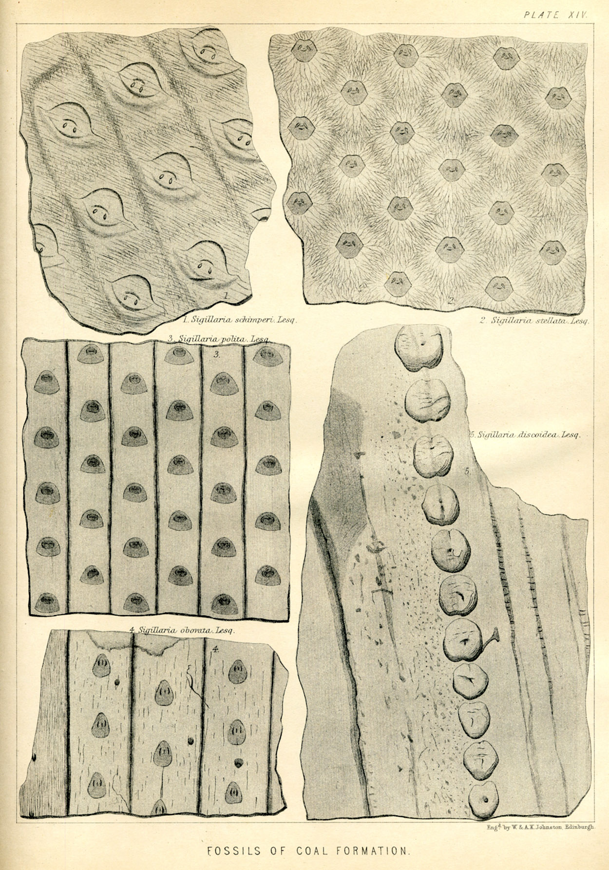 Lesquereux - 1868 - Plate XIV