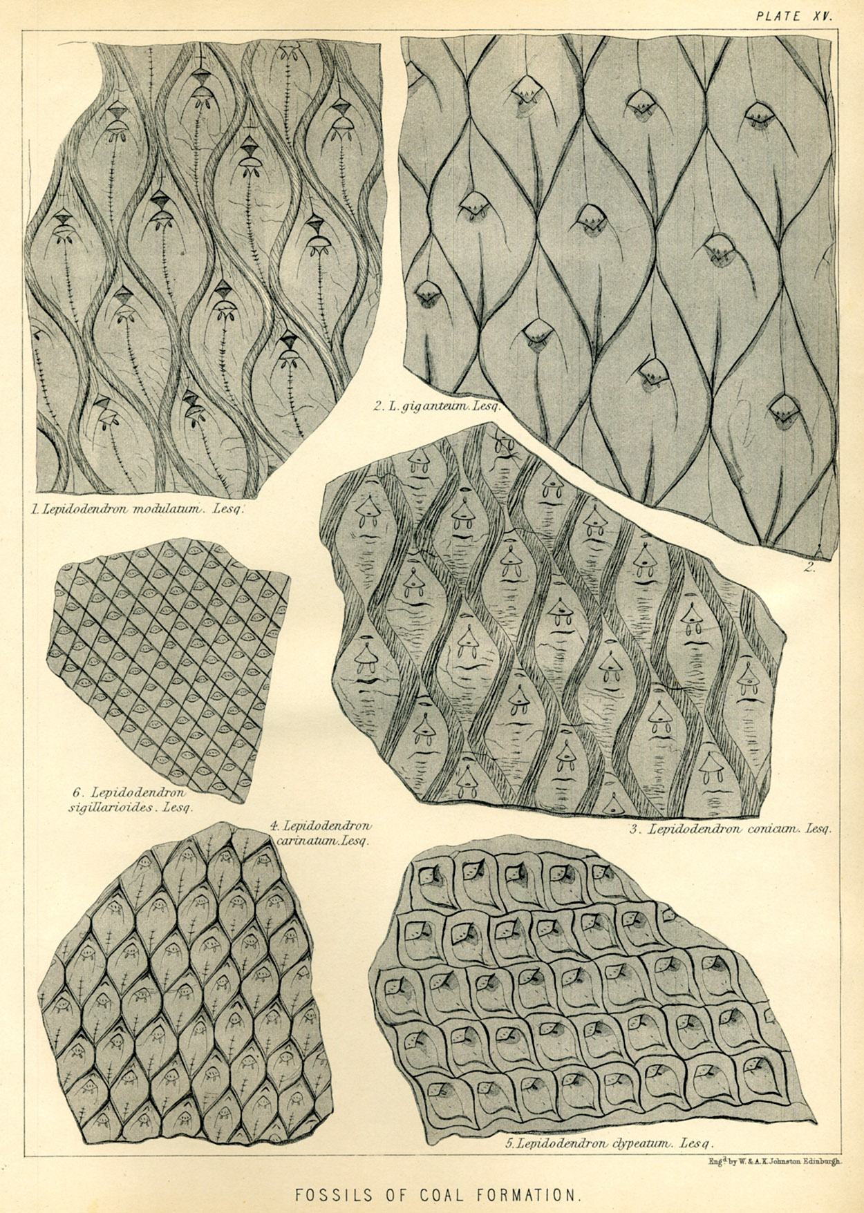 Lesquereux - 1868 - Plate XV