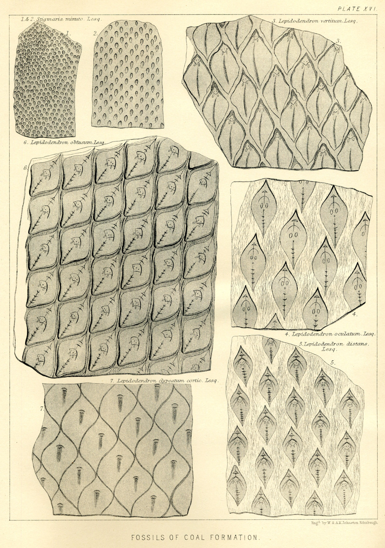 Lesquereux - 1868 - Plate XVI