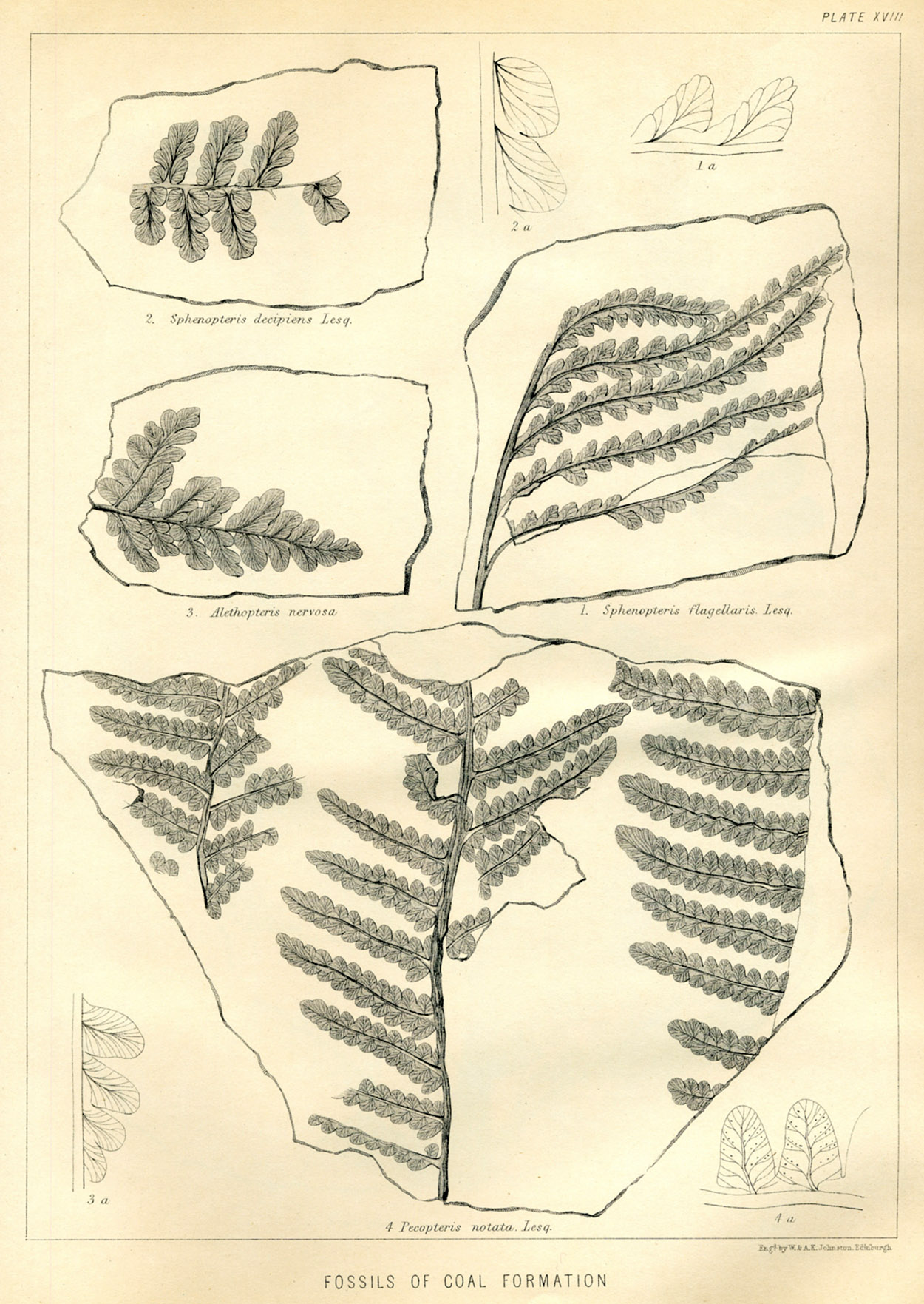 Lesquereux - 1868 - Plate XVIII
