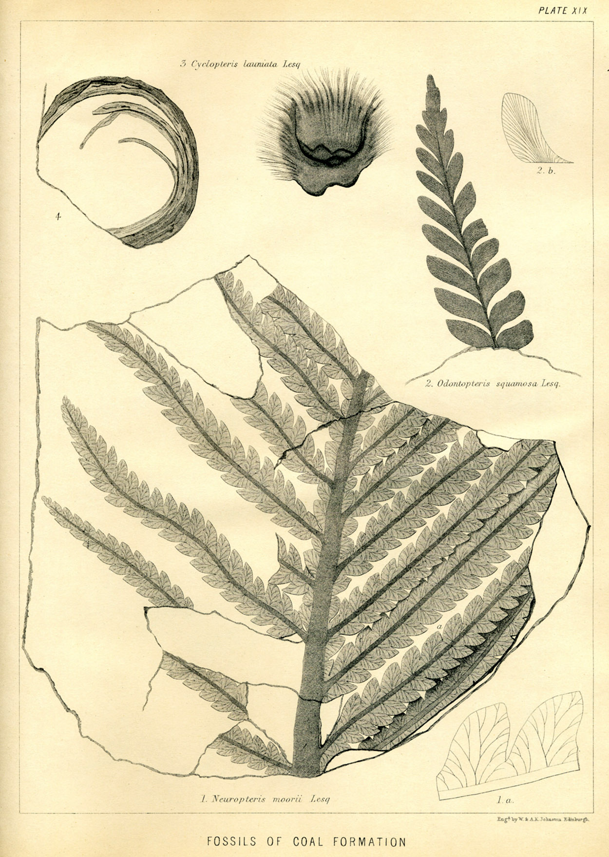 Lesquereux - 1868 - Plate XIX