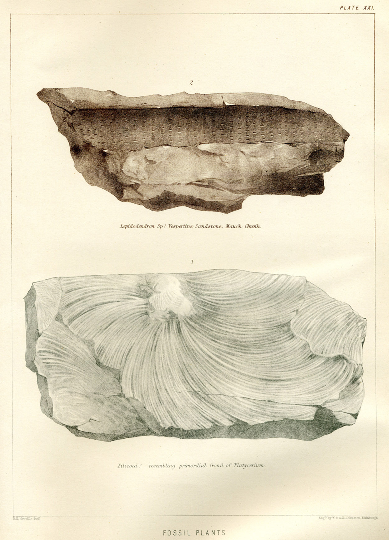 Lesquereux - 1868 - Plate XXI