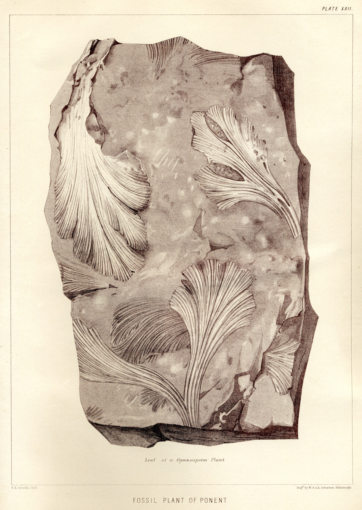 Lesquereux - 1868 - Plate XXII