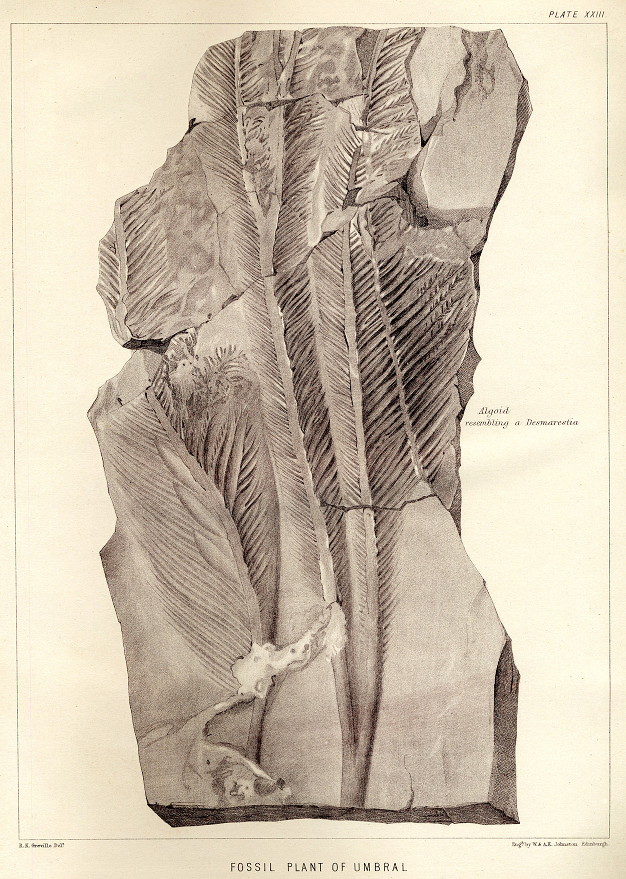 Lesquereux - 1868 - Plate XXIII