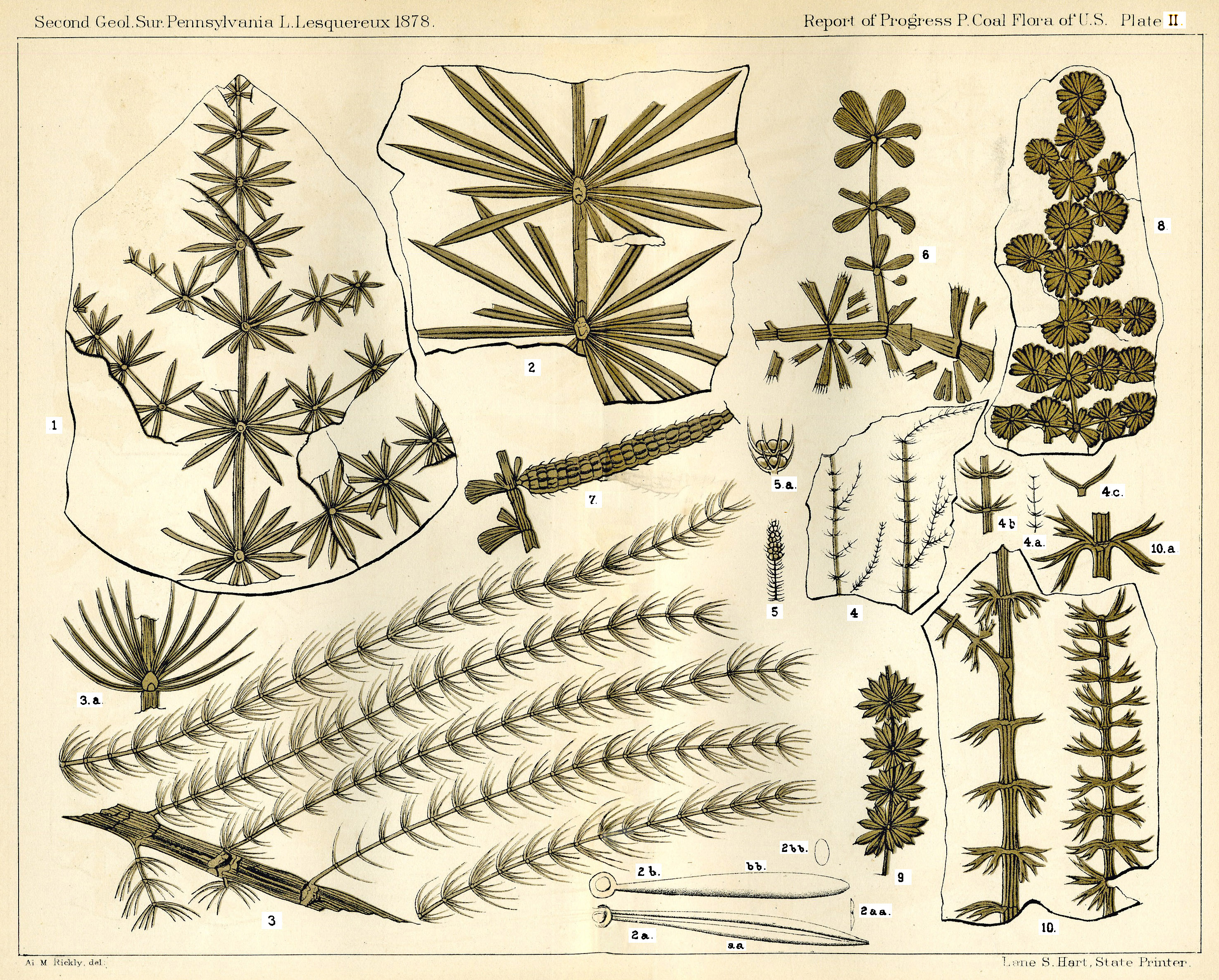 Lesquereux - Plate II