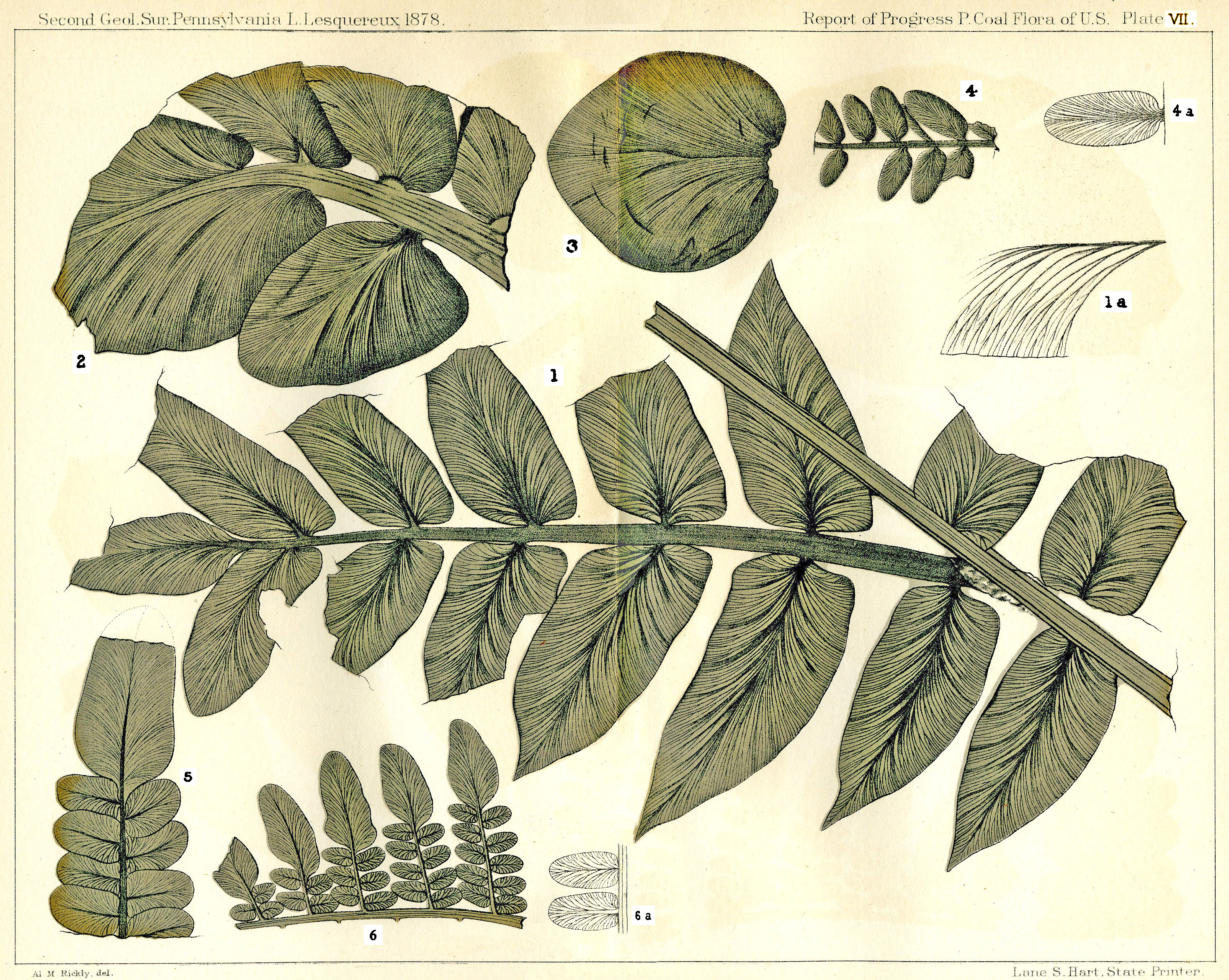 Lesquereux - Plate VII