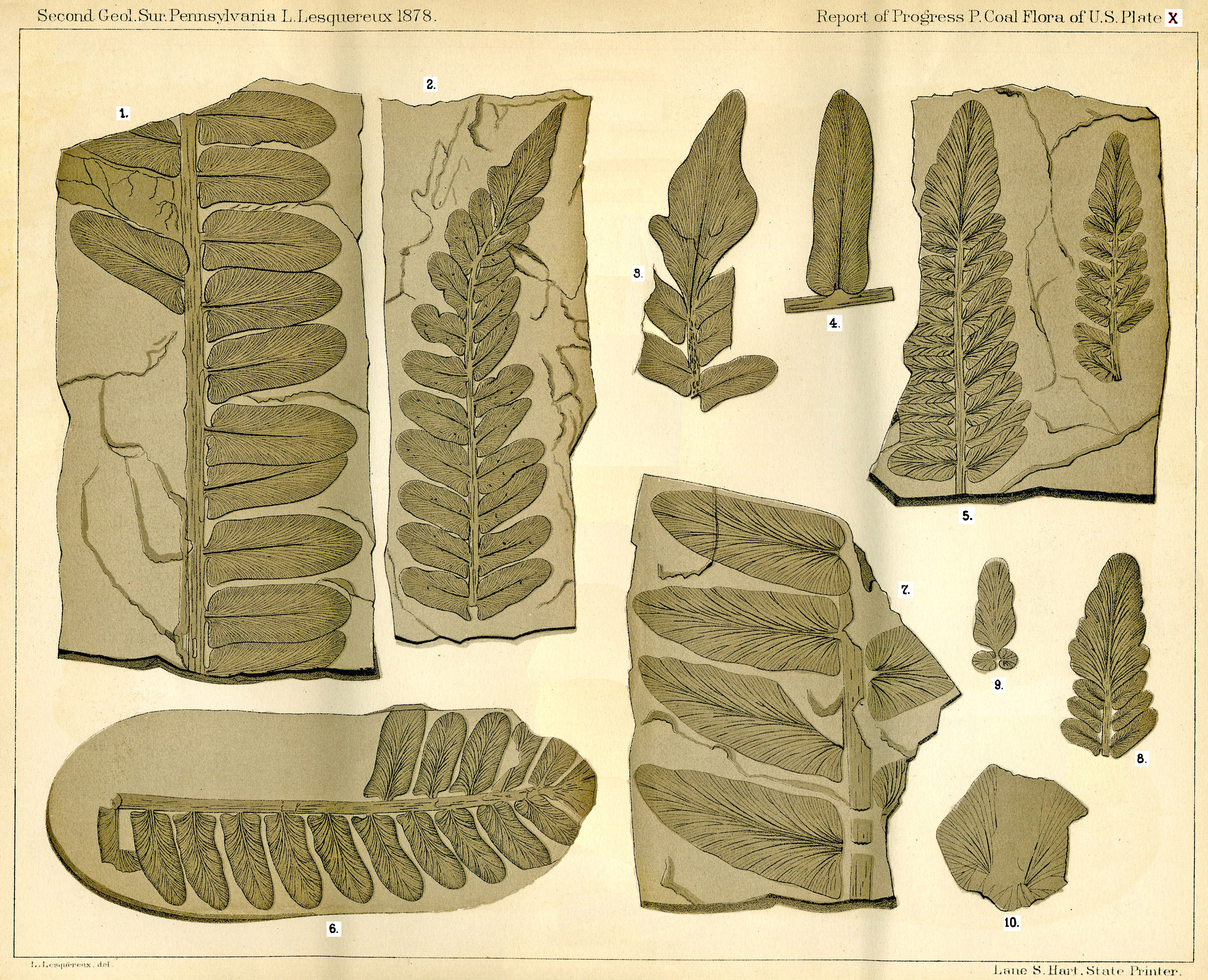 Lesquereux - Plate X