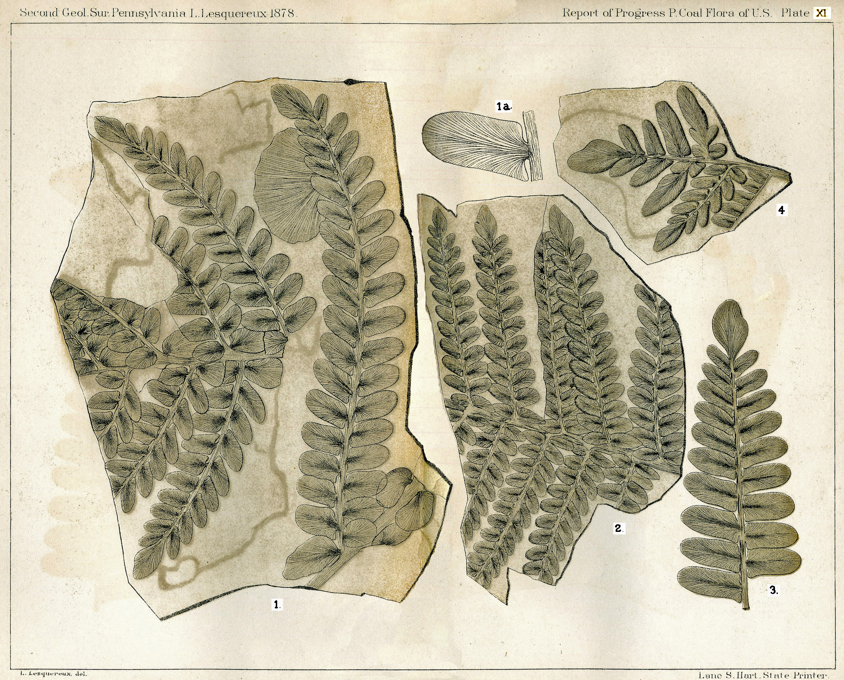 Lesquereux - Plate XI