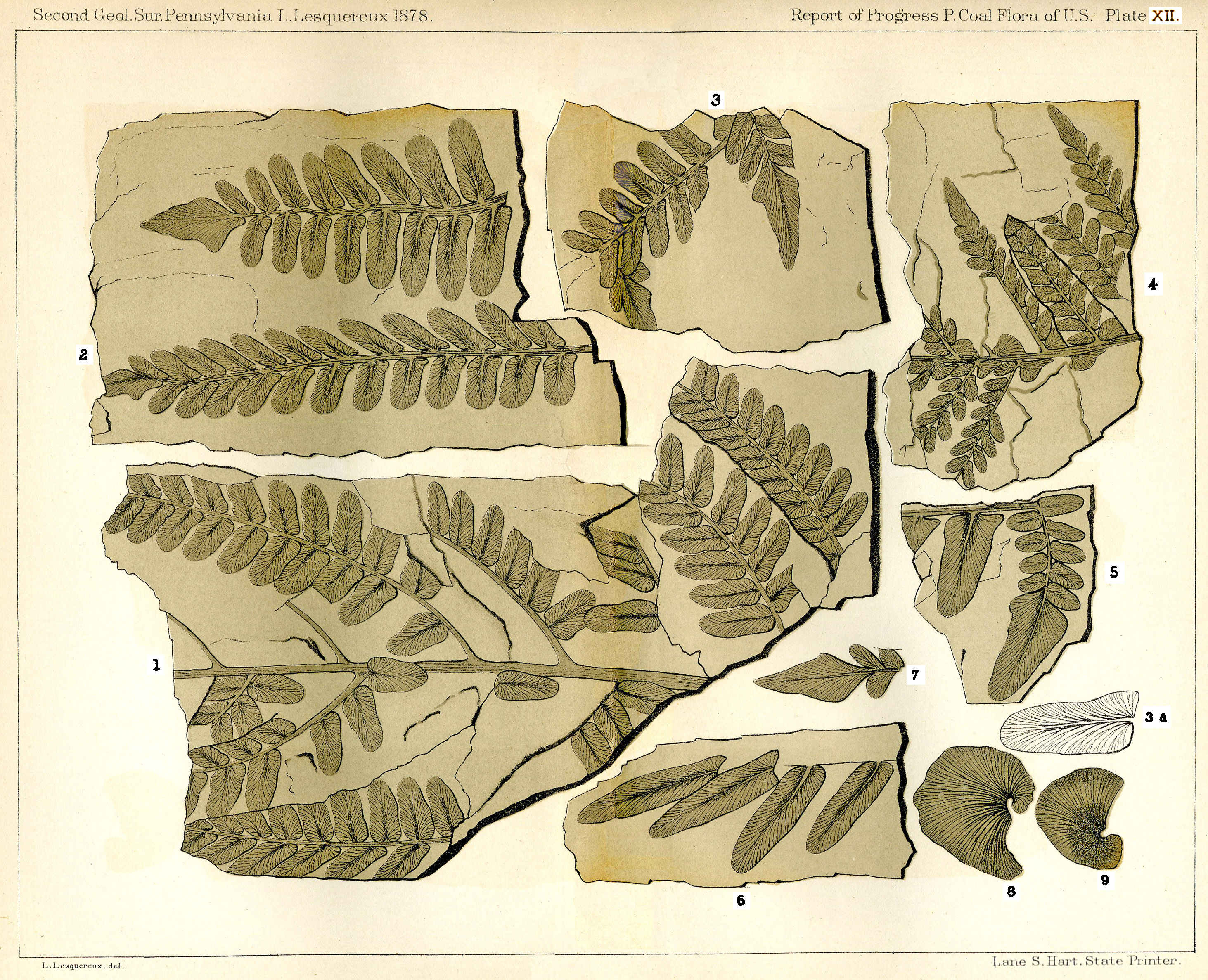 Lesquereux - Plate XII