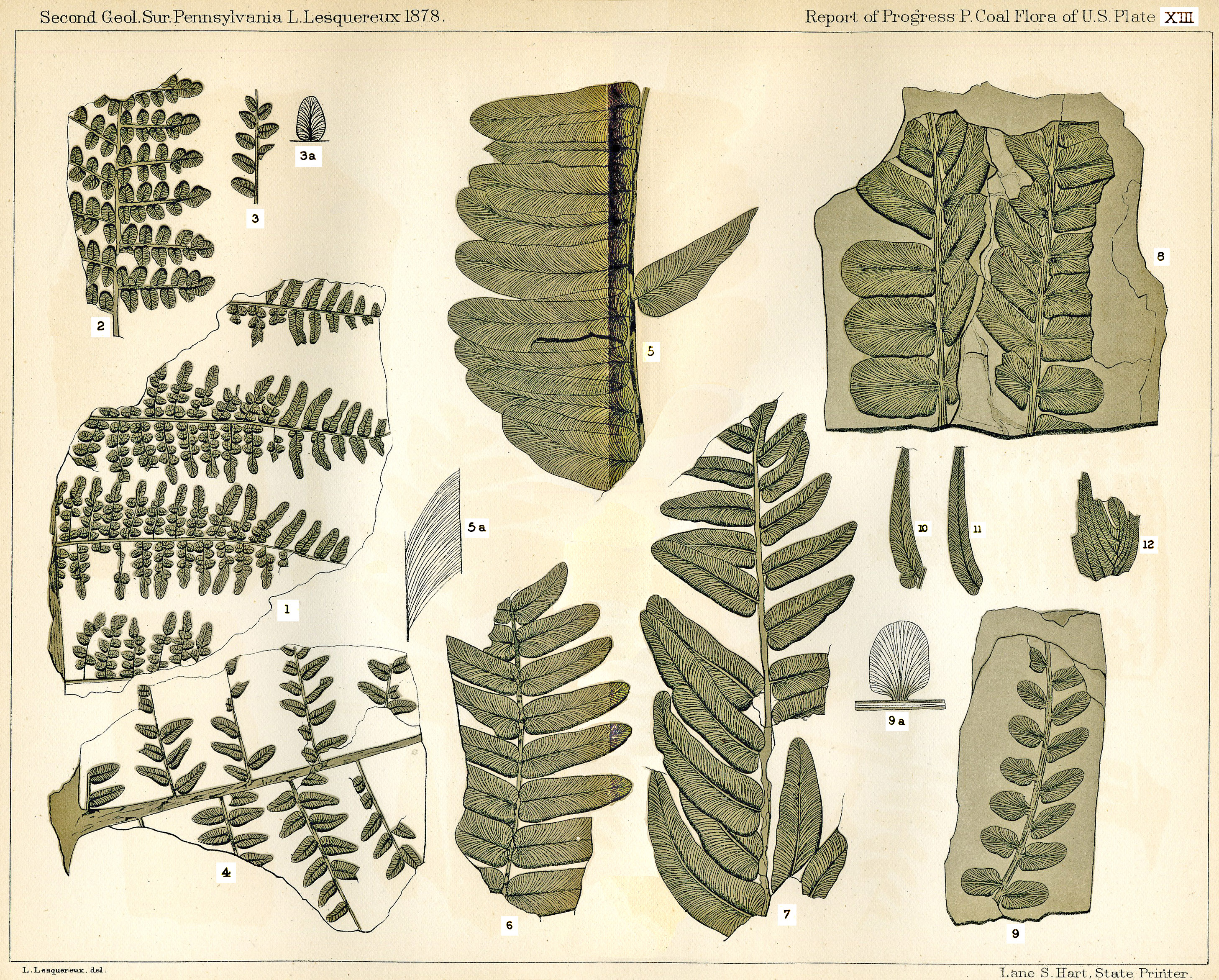 Lesquereux - Plate XIII