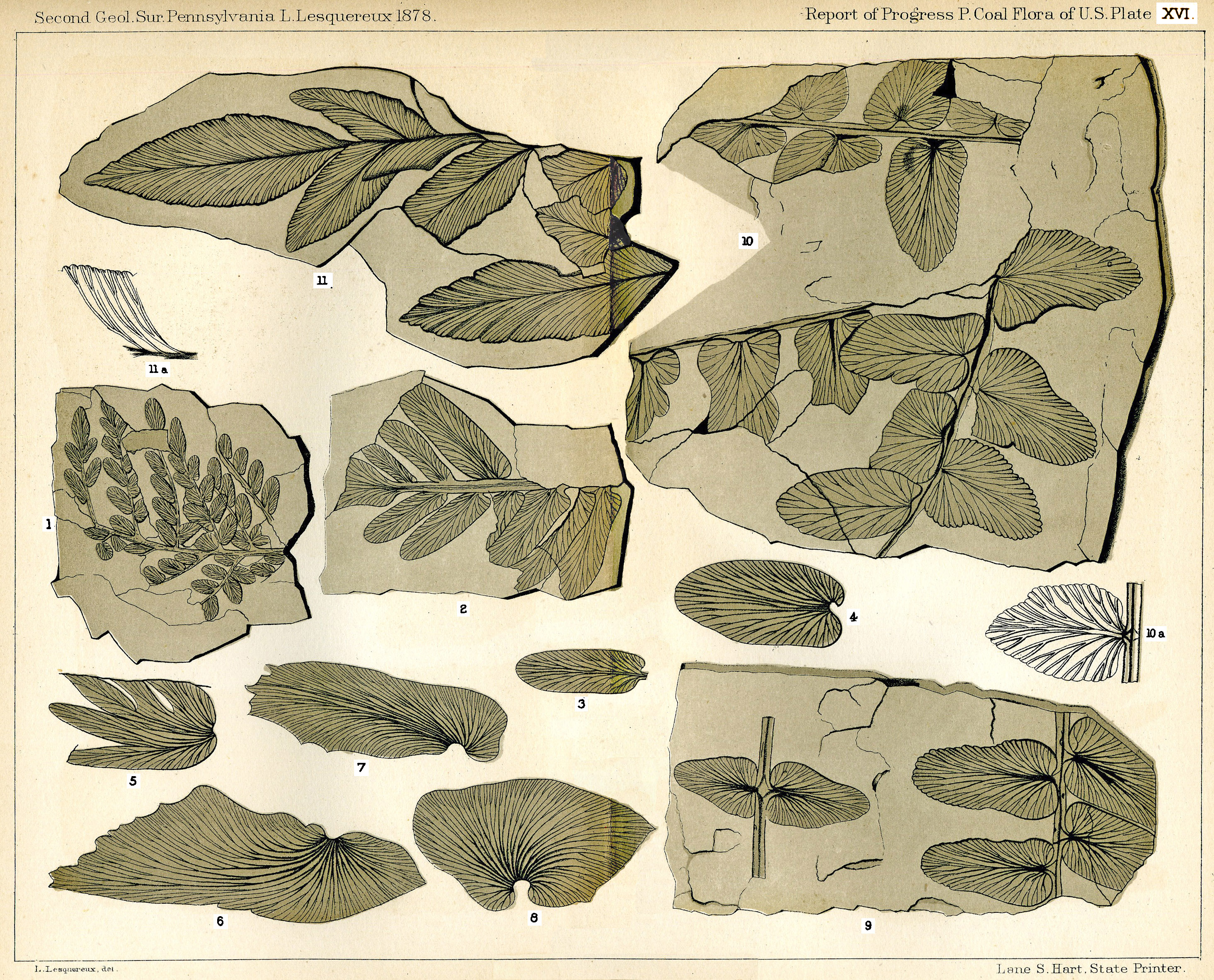 Lesquereux - Plate XVI