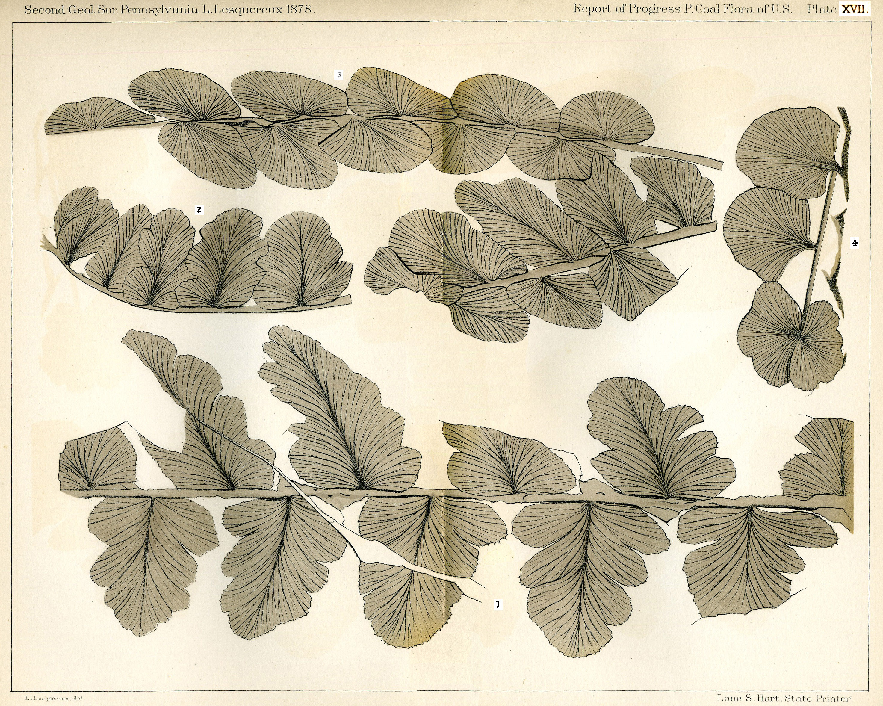 Lesquereux - Plate XVII