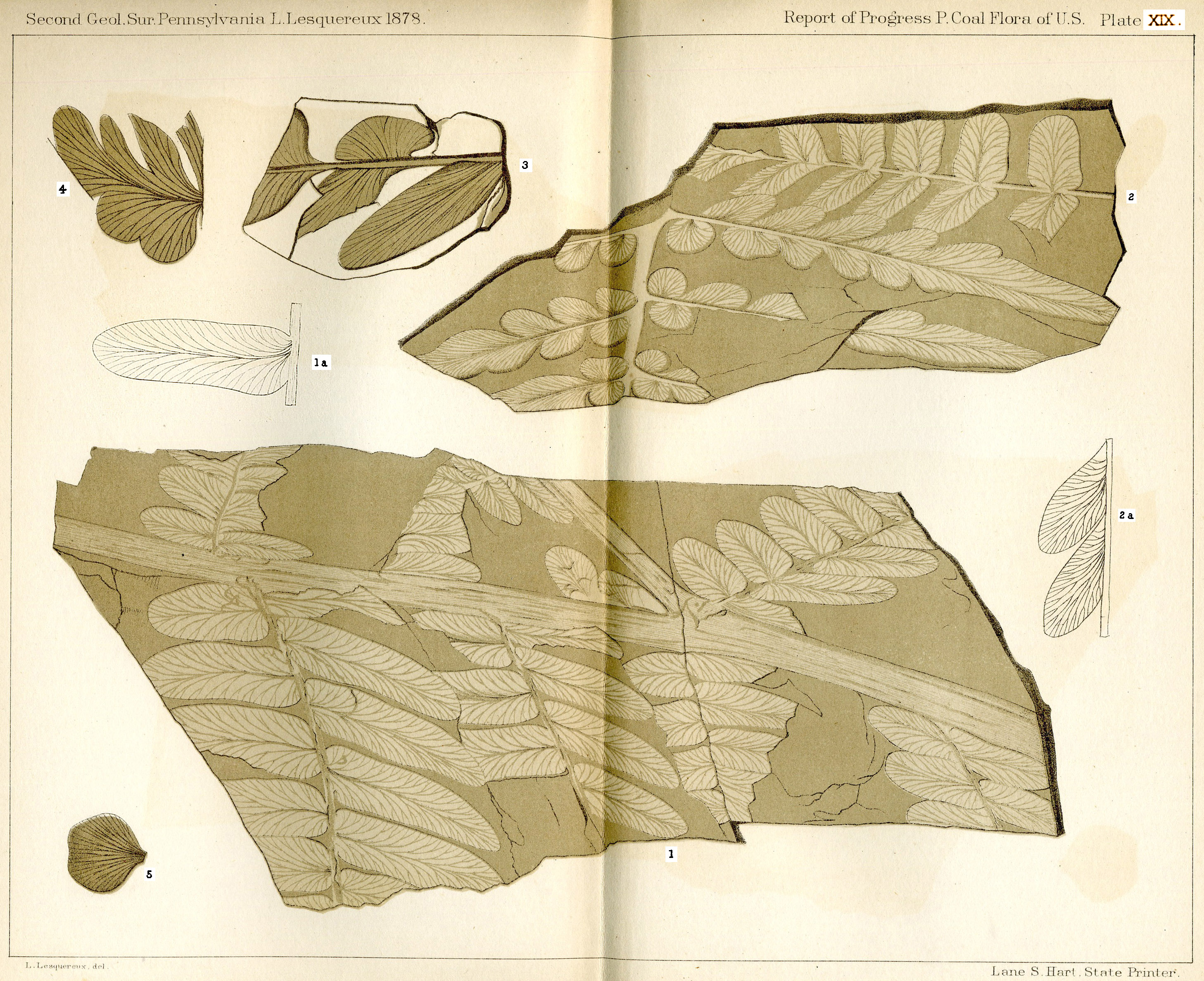 Lesquereux - Plate XIX