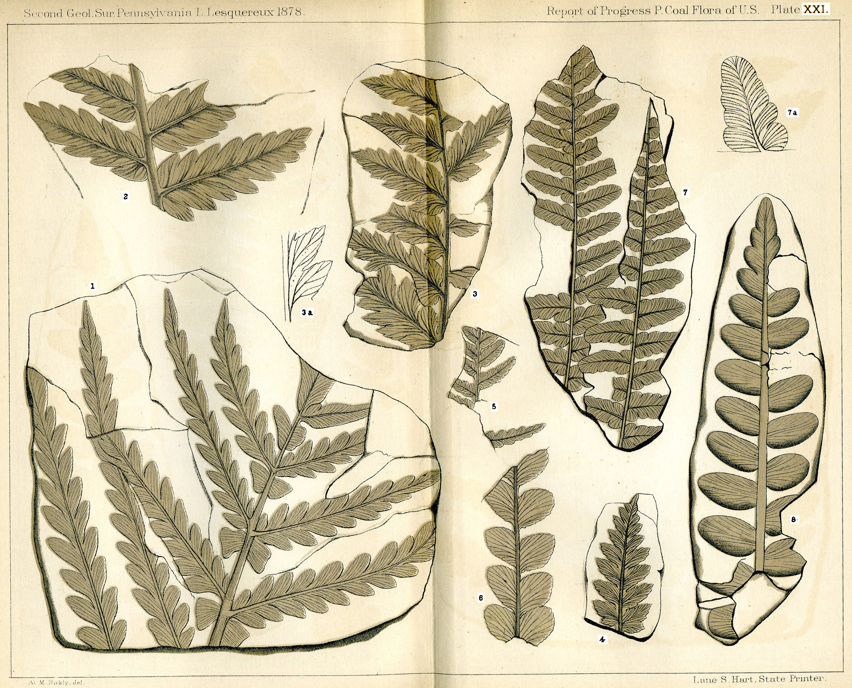 Lesquereux - Plate XXI