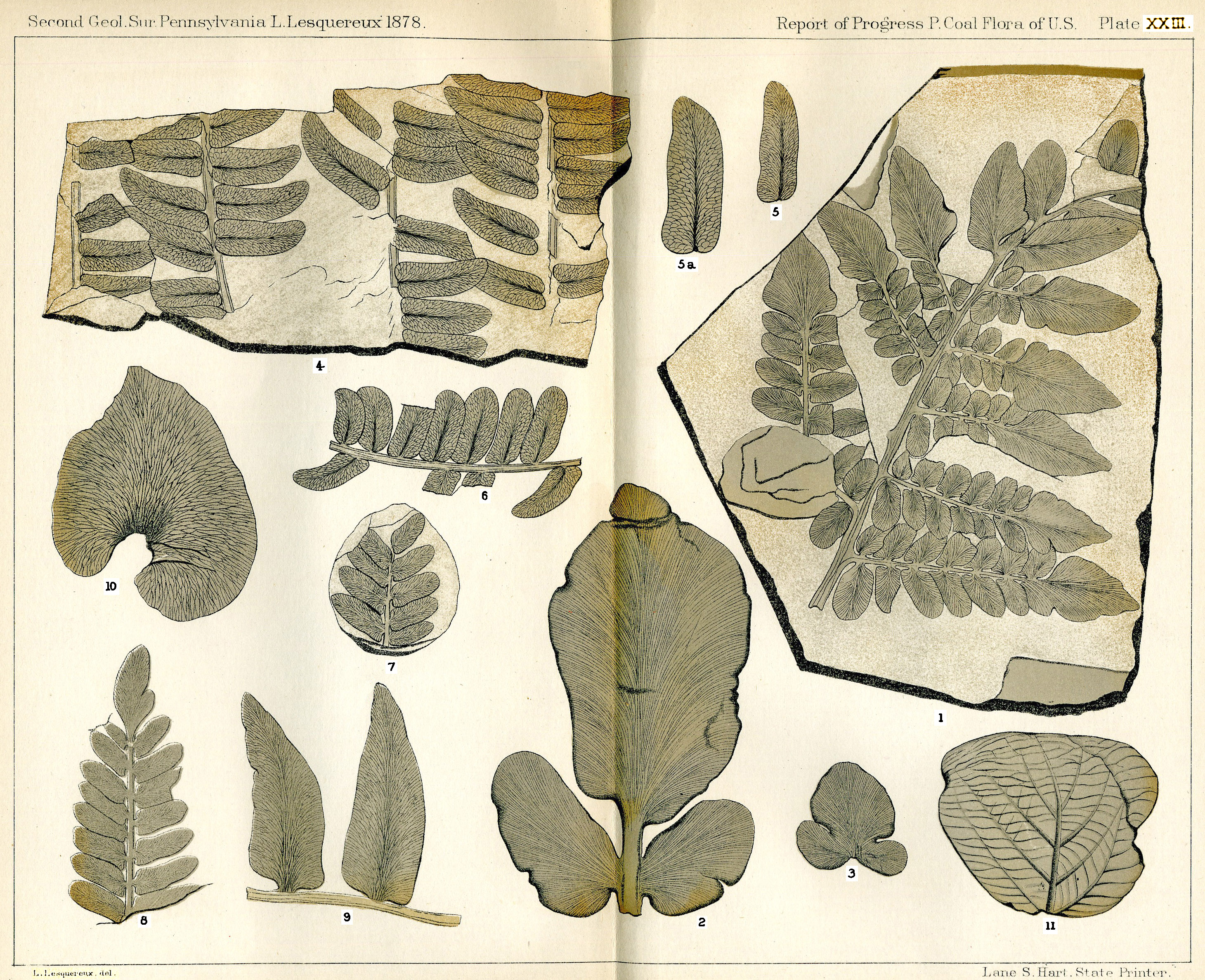 Lesquereux - Plate XXIII