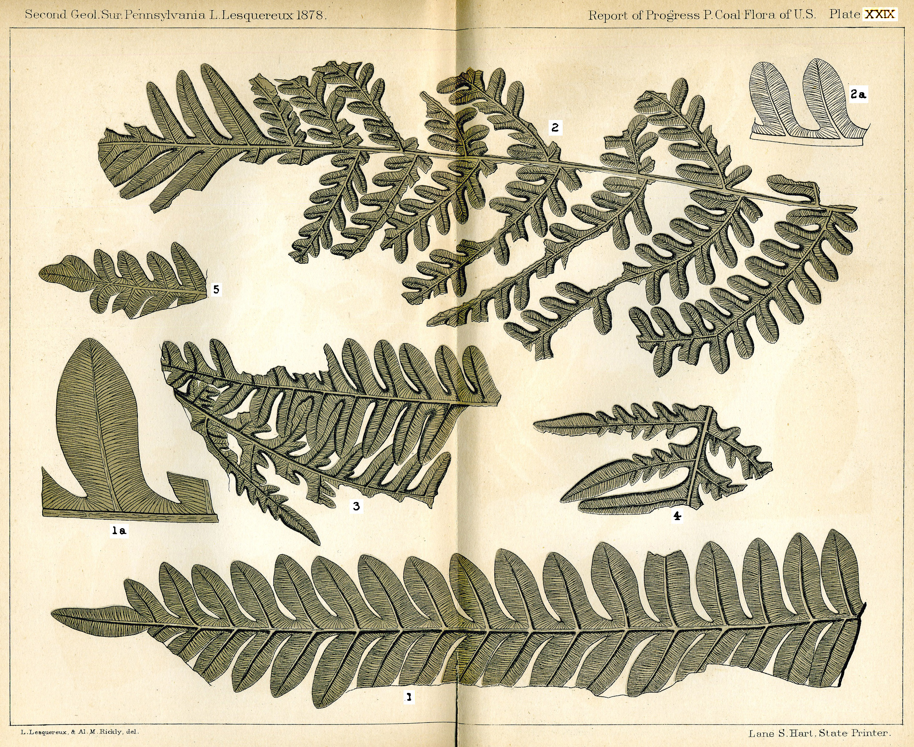 Lesquereux - Plate XXIX