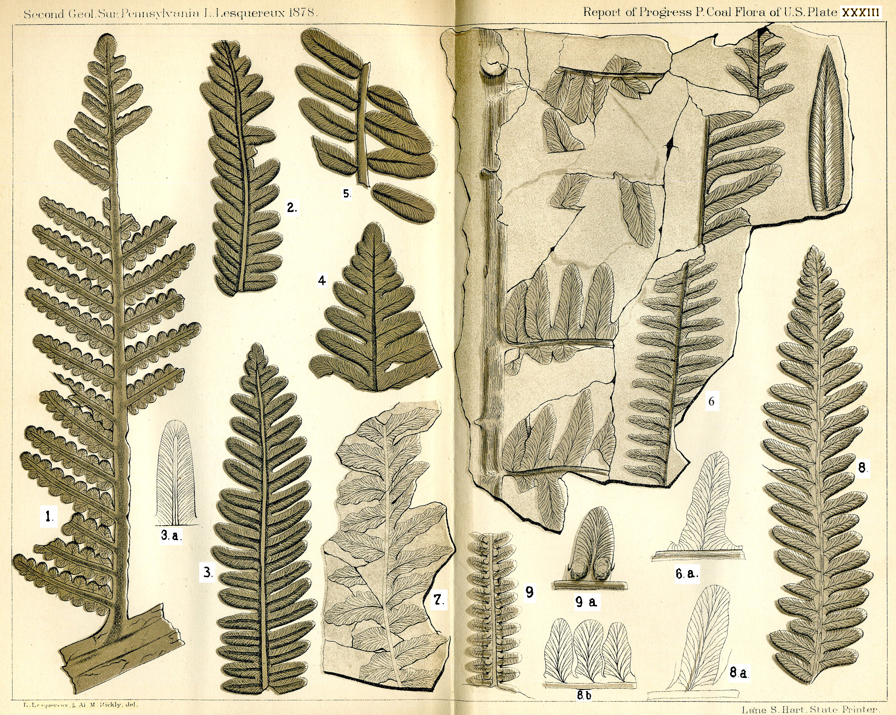 Lesquereux - Plate XXXIII