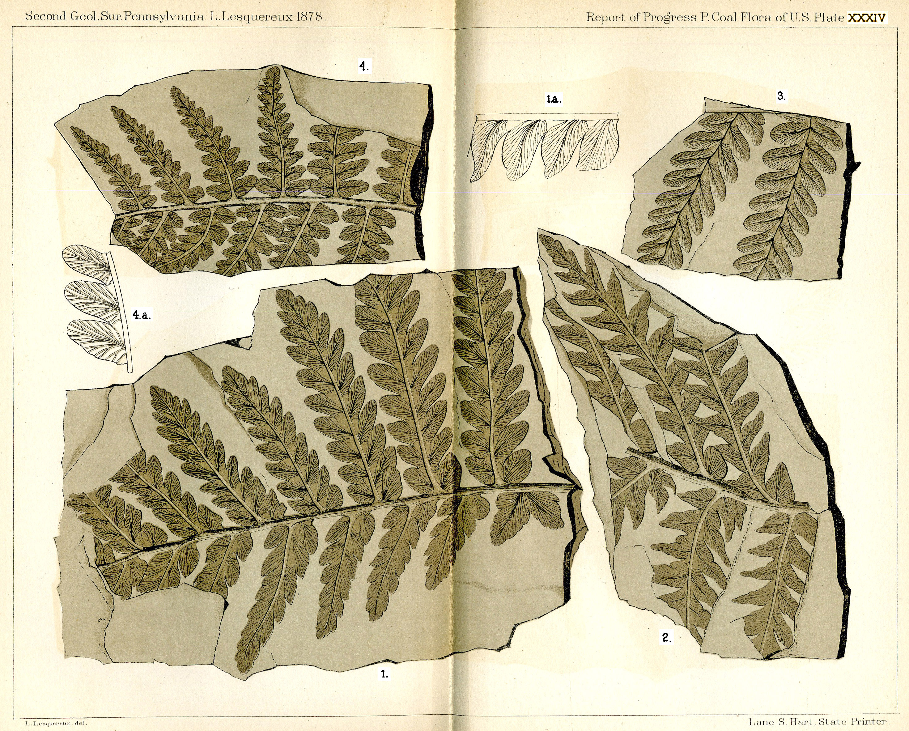 Lesquereux - Plate XXXIV
