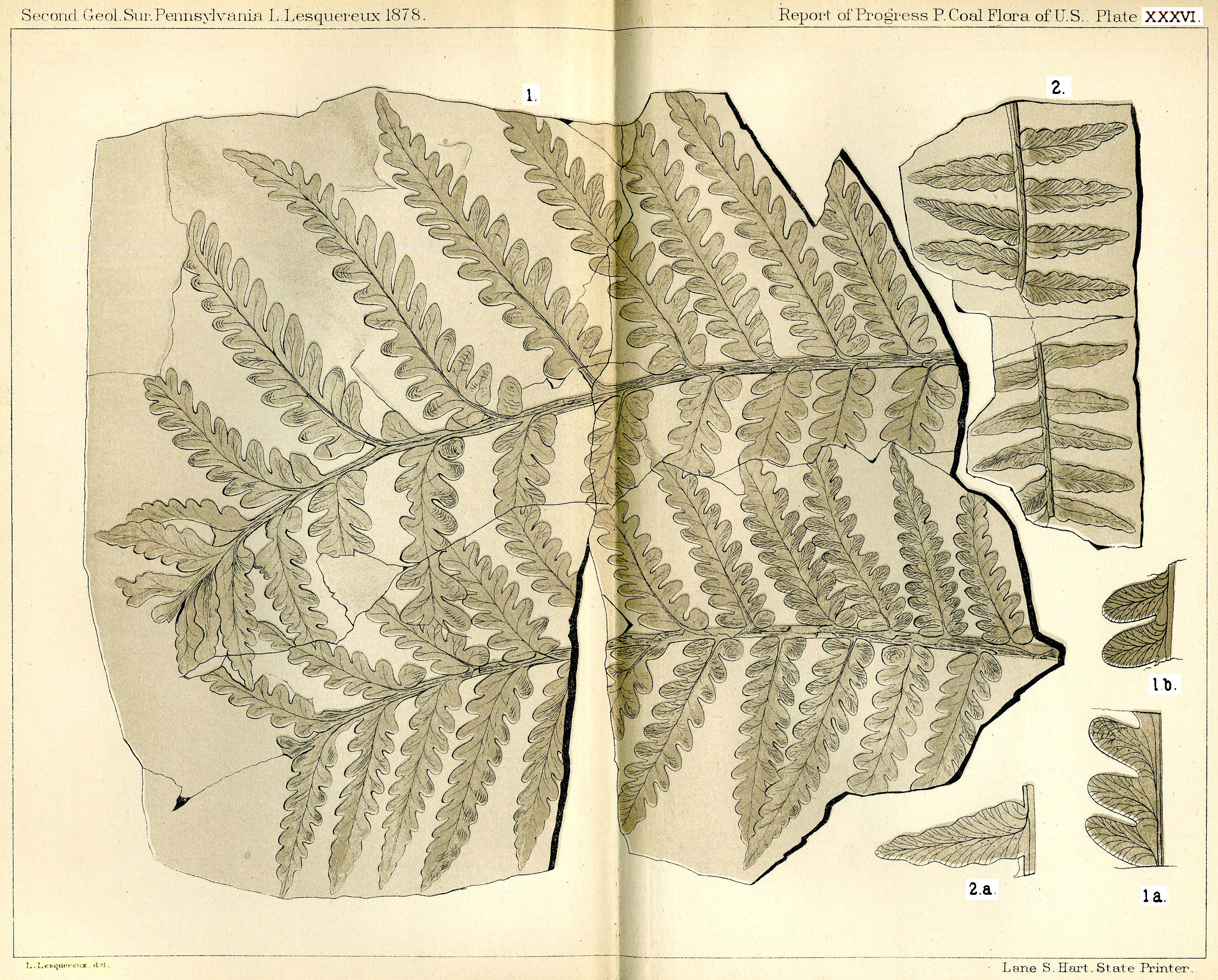 Lesquereux - Plate XXXVI