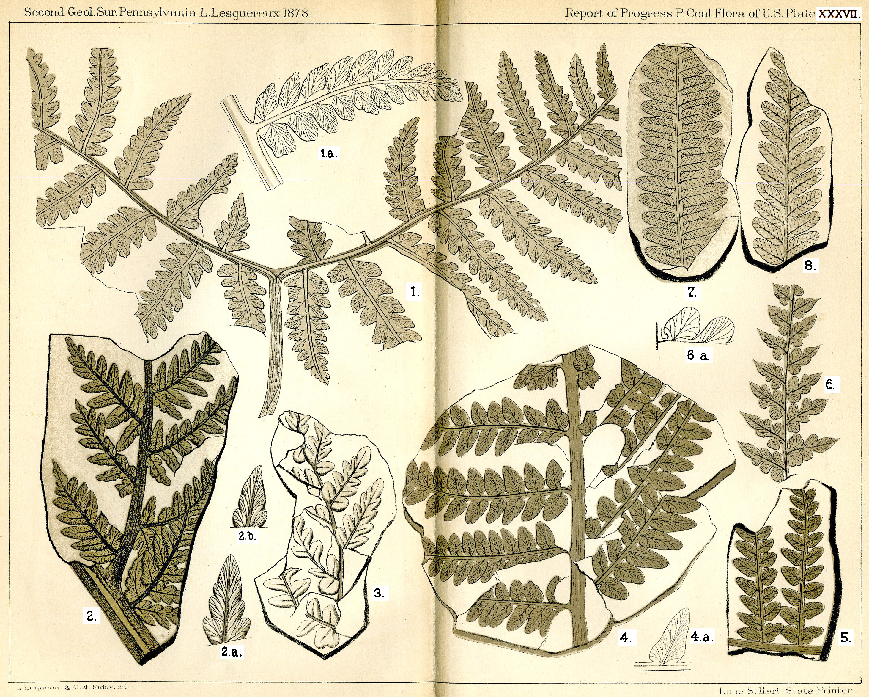 Lesquereux - Plate XXXVII