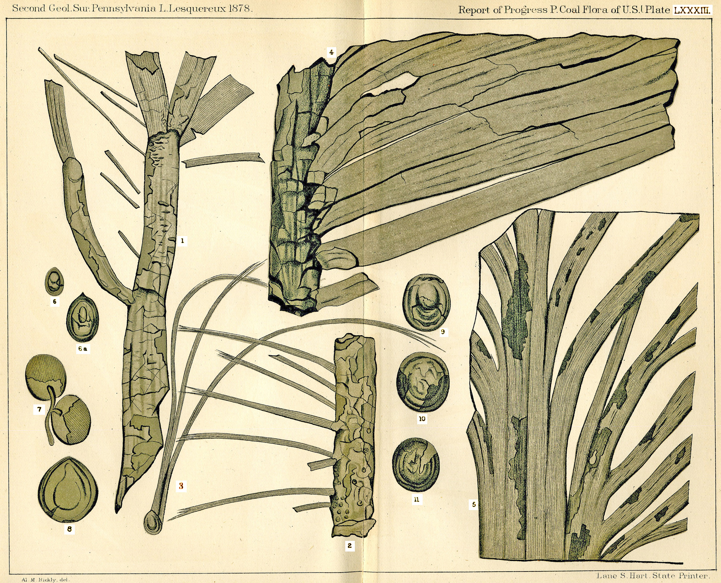 Lesquereux - Plate LXXXIII