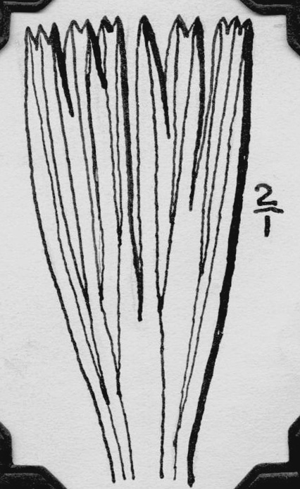 Sphenophyllum longifolium, Langford, page 25