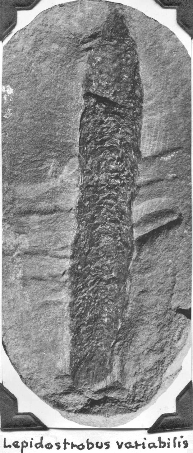 Lepidostrobus variabilis,George Langford, Sr., page 39