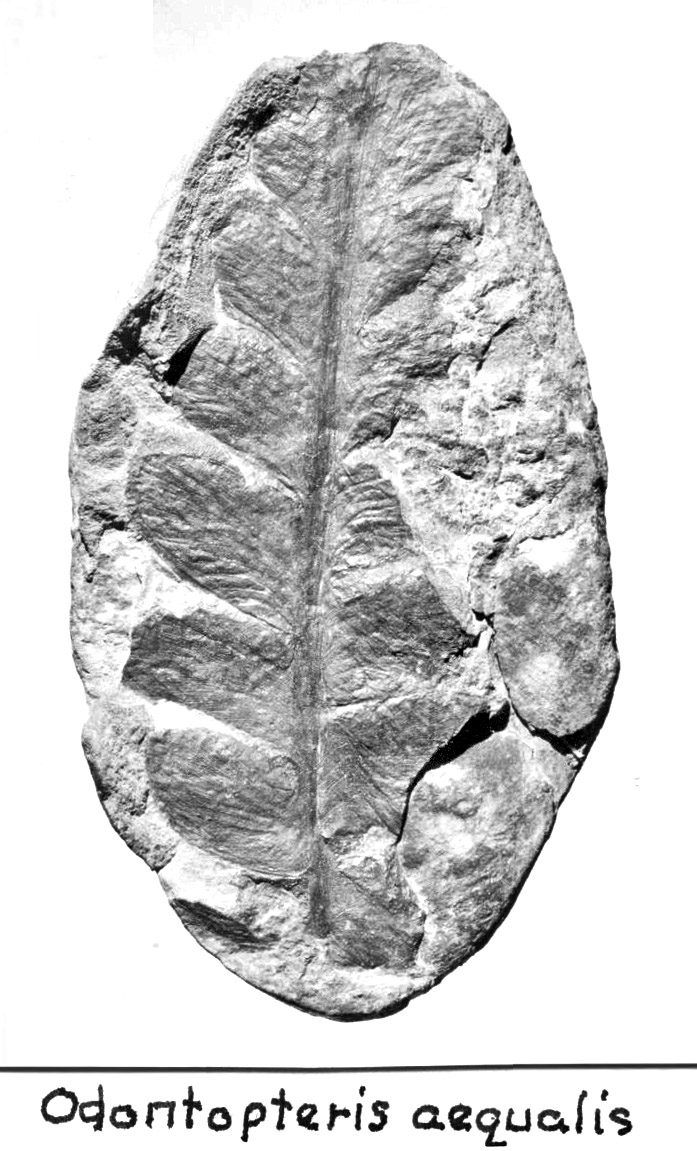 Odontopteris aequalis, George Langford, Sr.