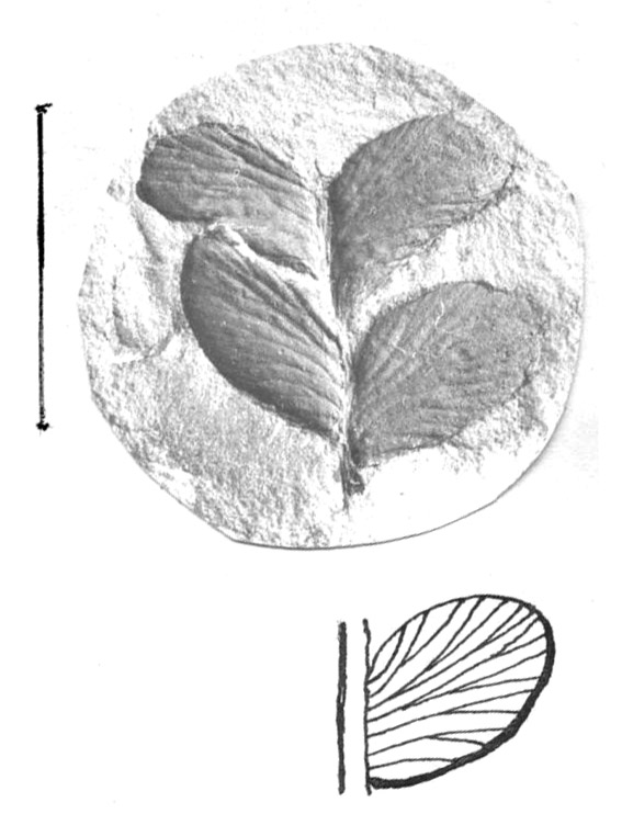 Odontoperis aequalis, George Langford, Sr.