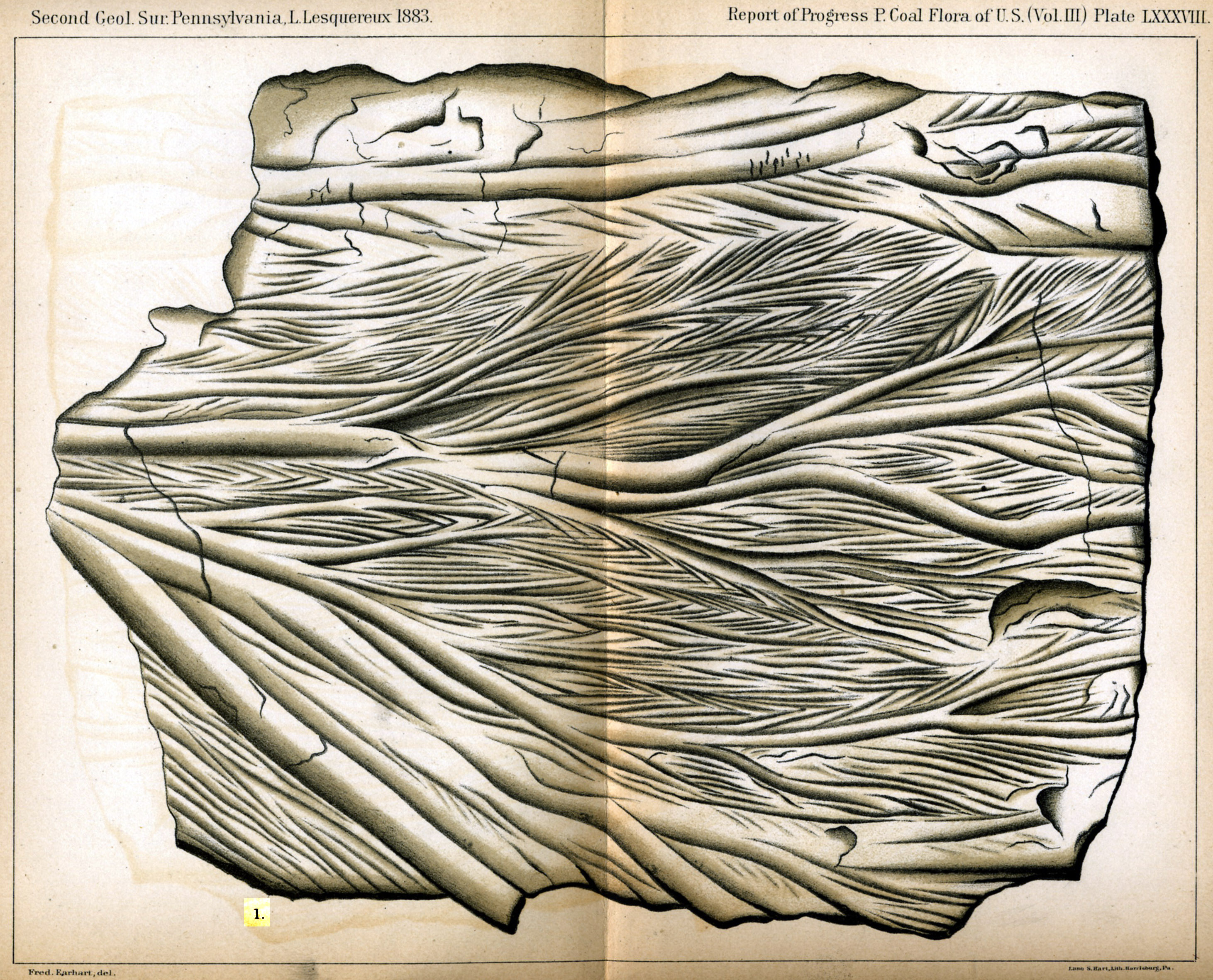 Leo Lesquereux Vol.III, Plate 88