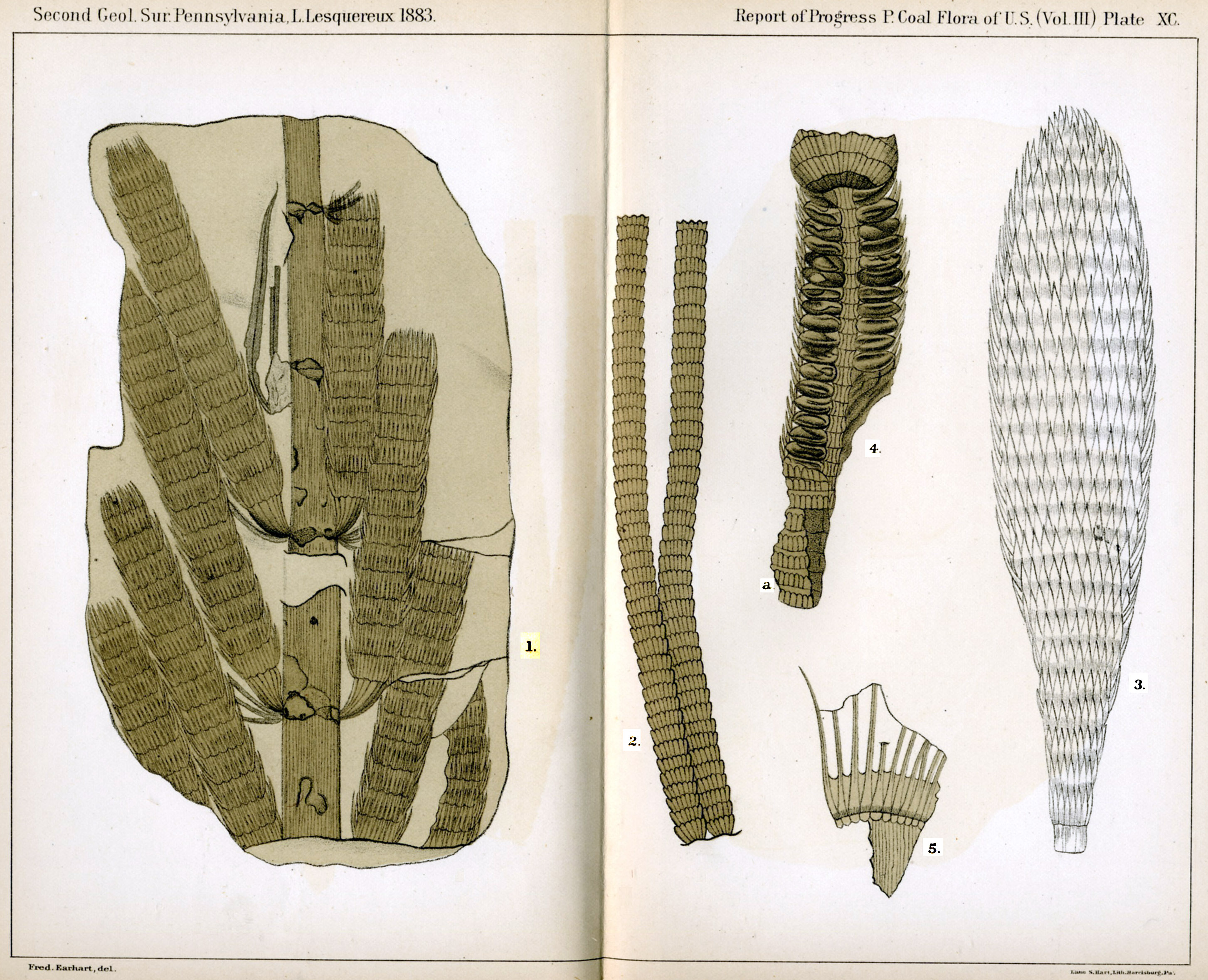 Leo Lesquereux -V.III,  Plate 90
