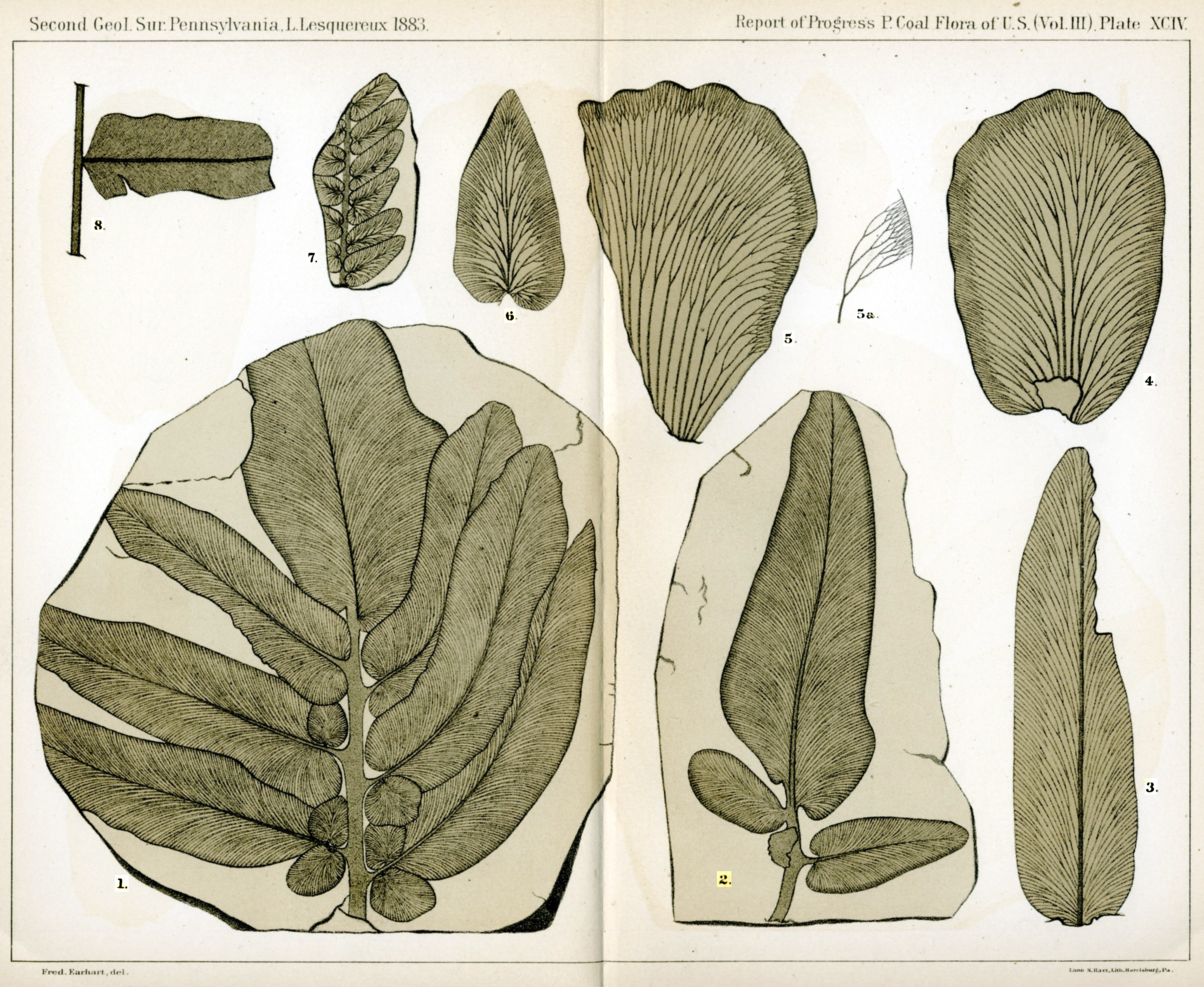 Leo Lesquereux - V.III, Plate 94