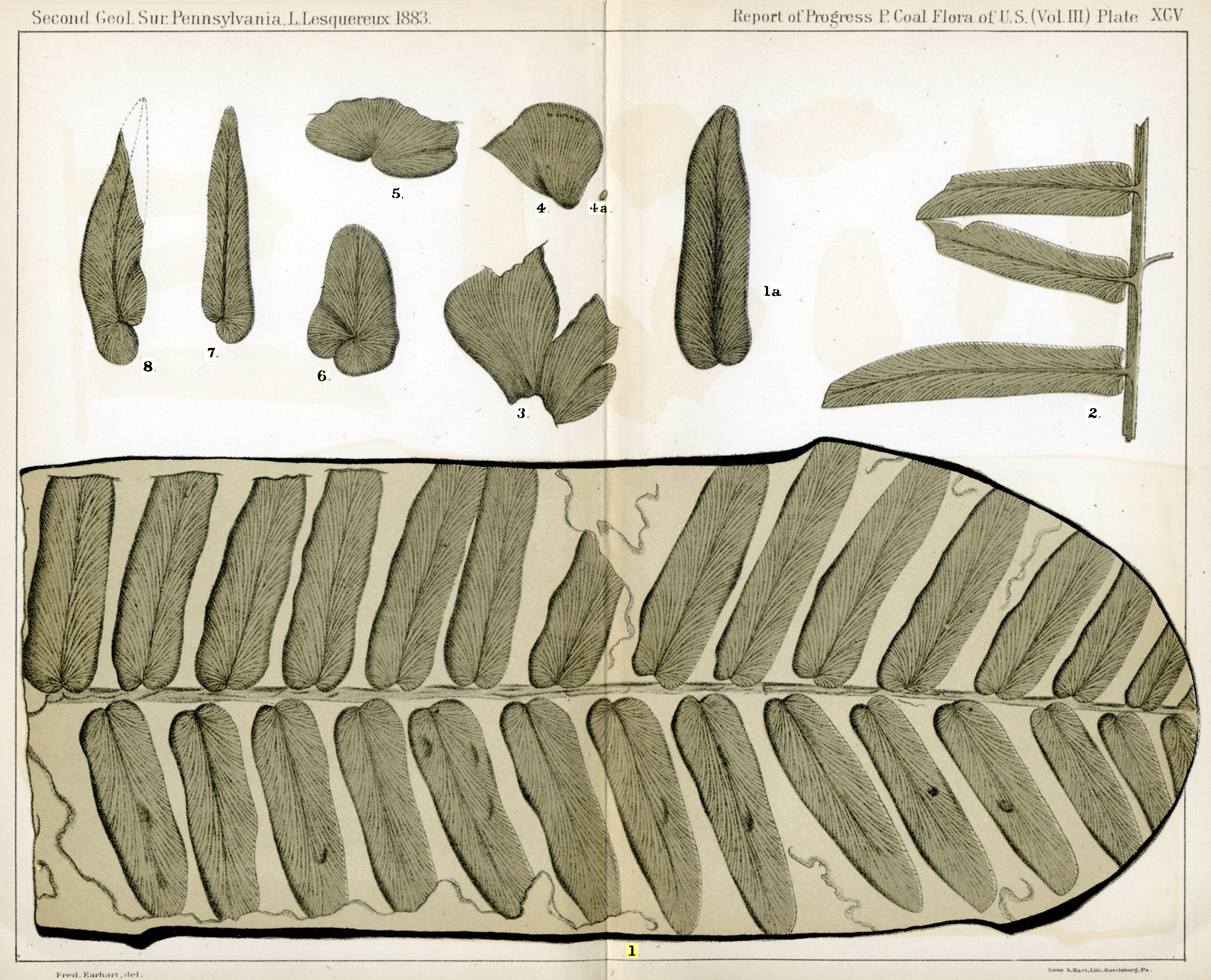 Leo Lesquereux - V.III, Plate 95