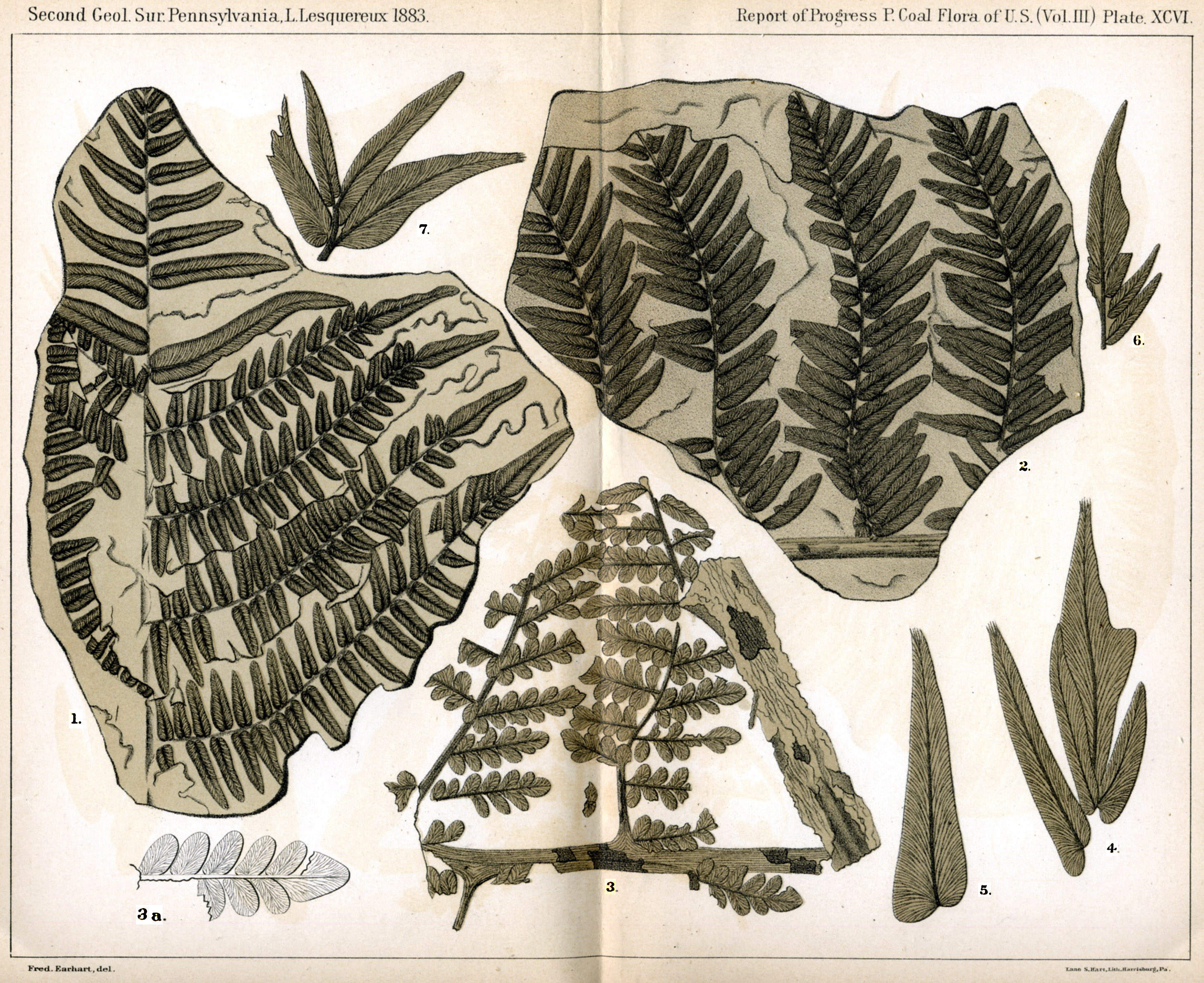 Leo Lesquereux - V.III, Plate 96