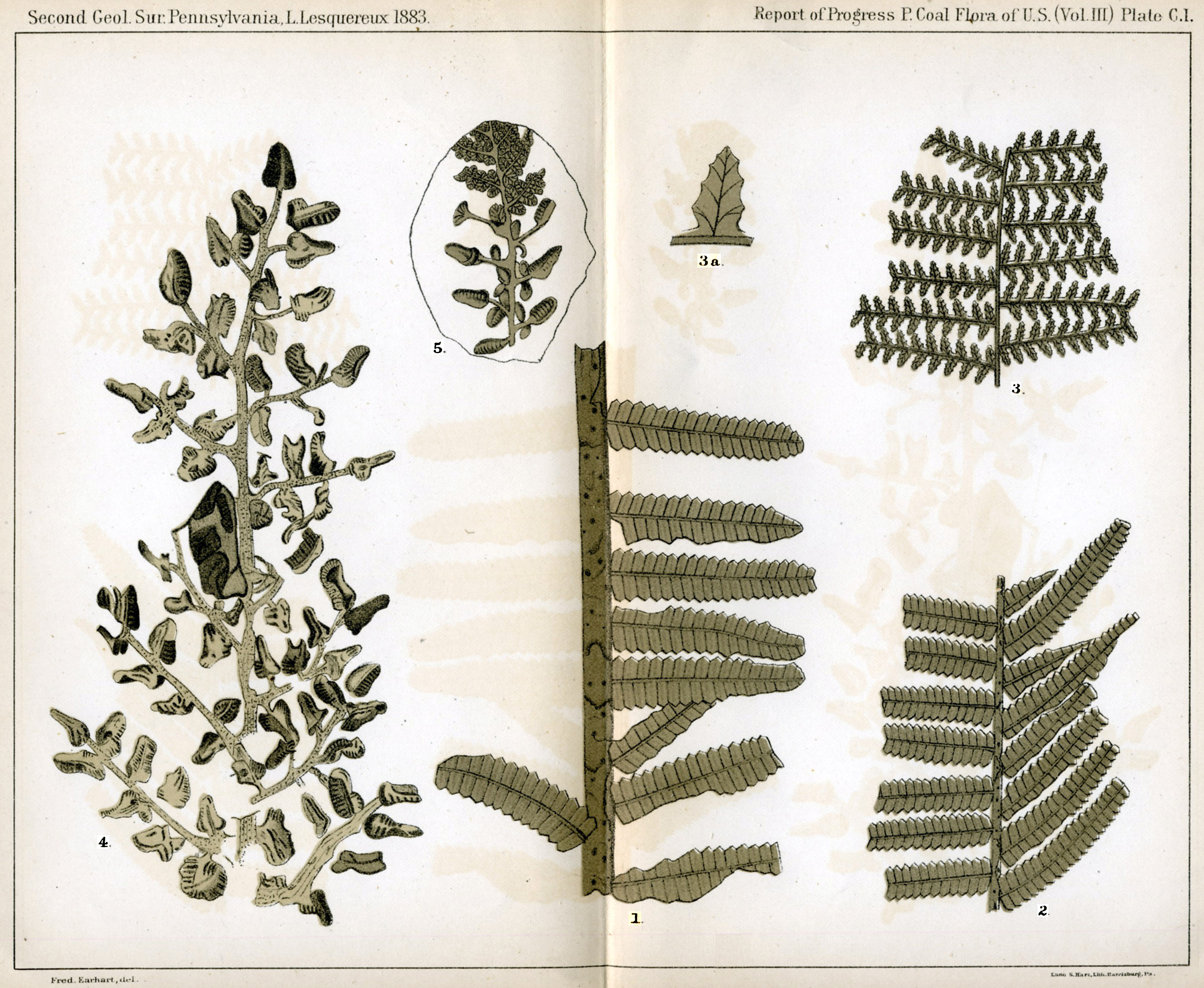 Leo Lesquereux - V.III, Plate 100