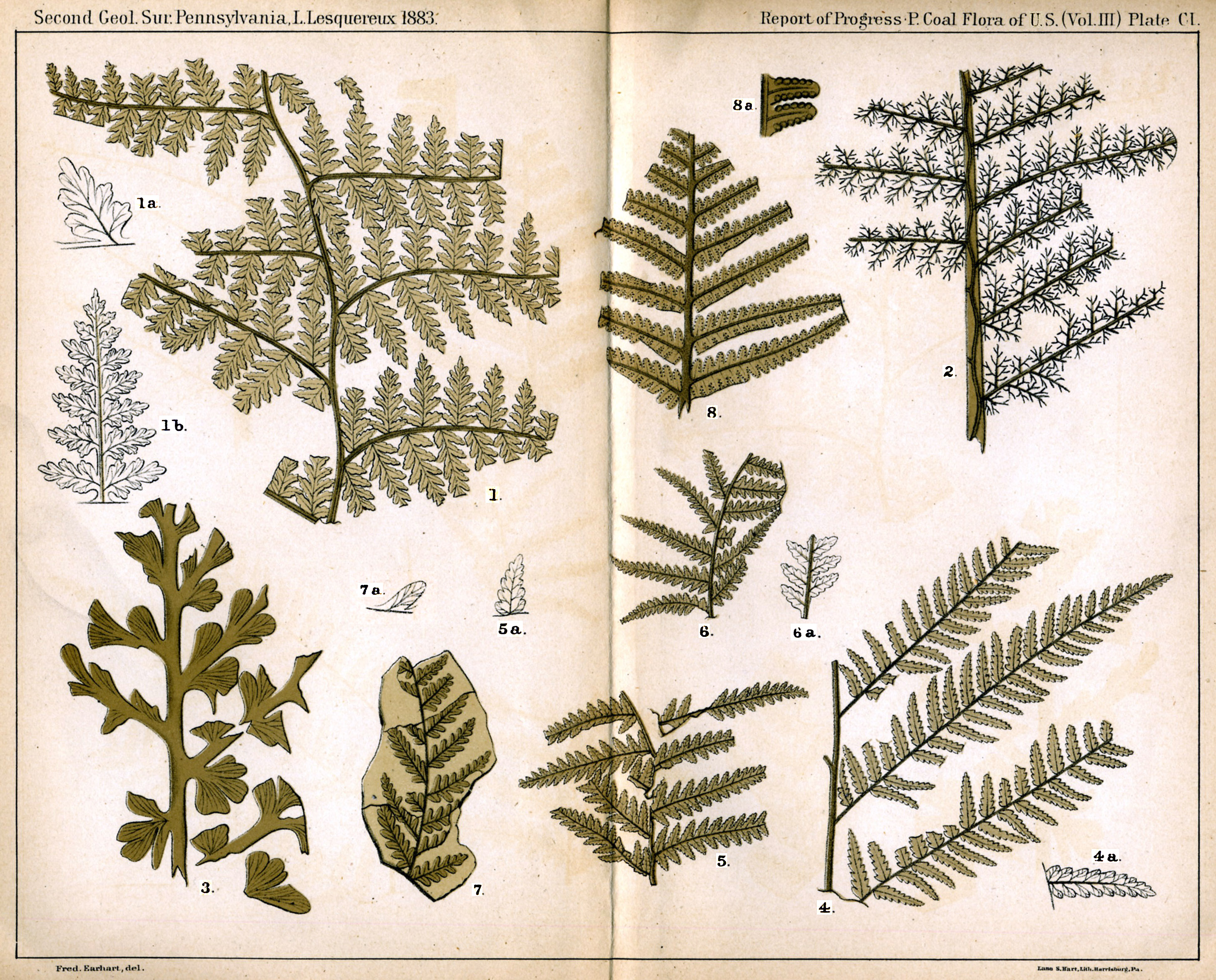 Leo Lesquereux - V.III, Plate 101