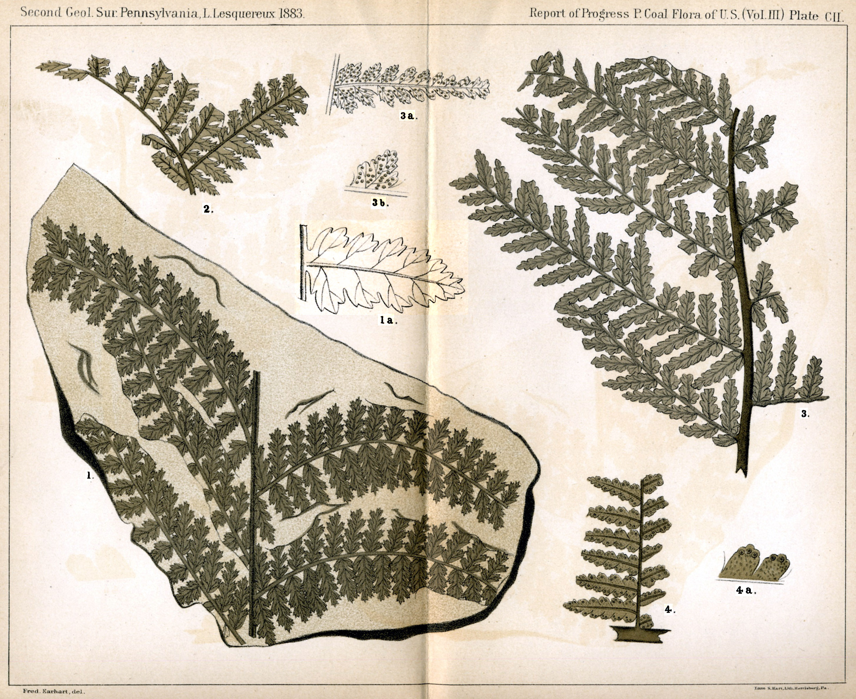 Leo Lesquereux - V.III, Plate 102