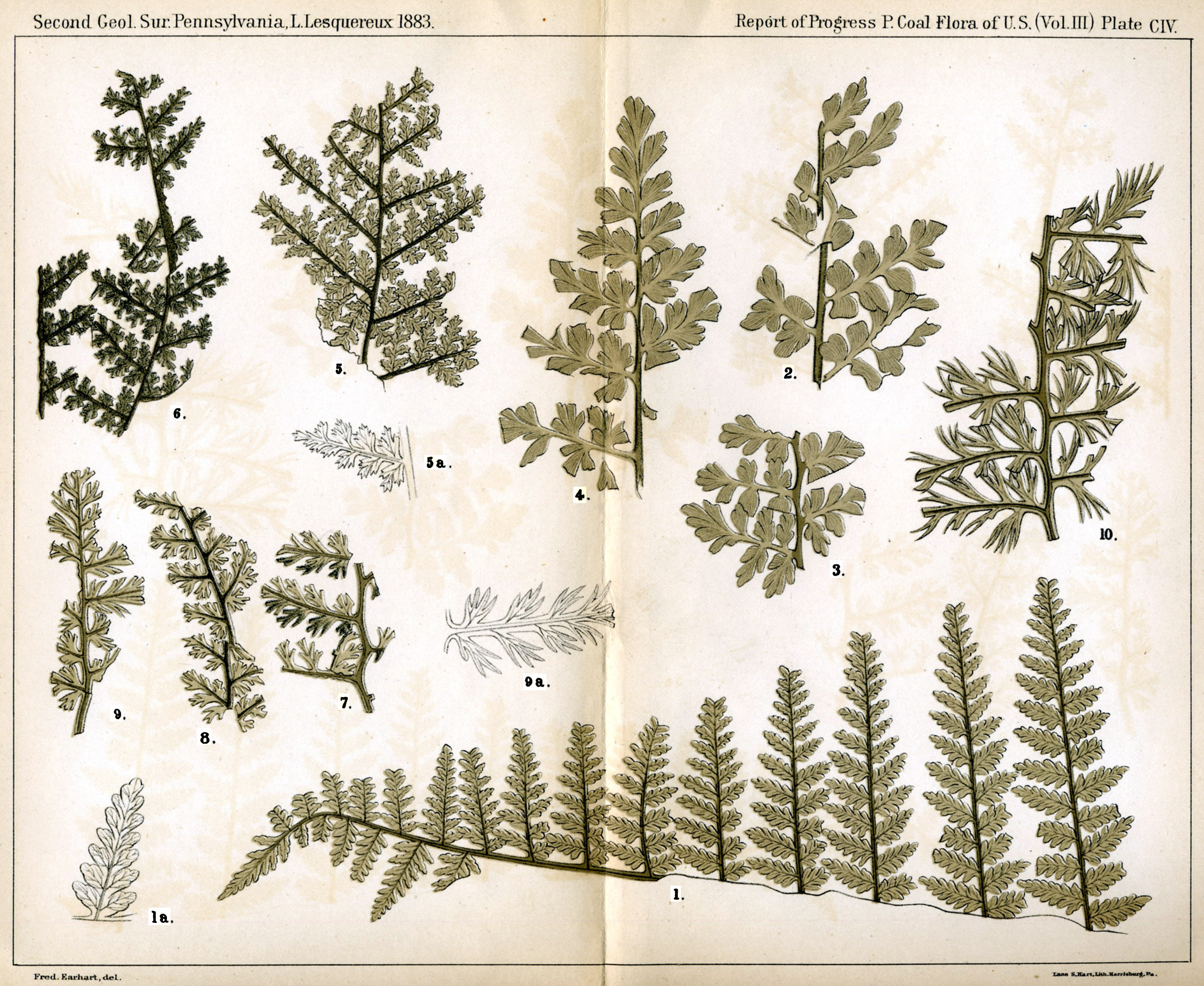 Leo Lesquereux - V.III, Plate 104