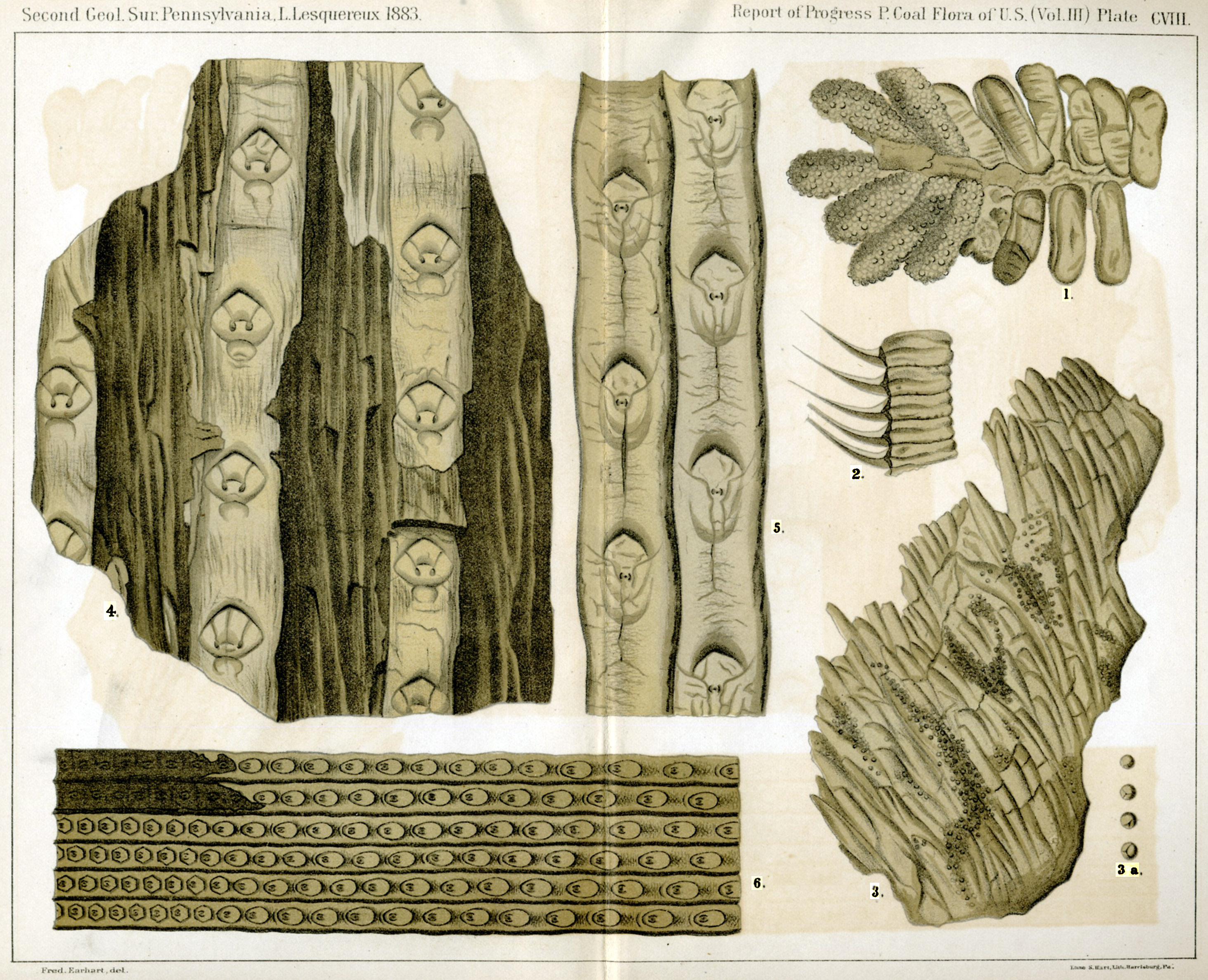 Leo Lesquereux - V.III, Plate 108