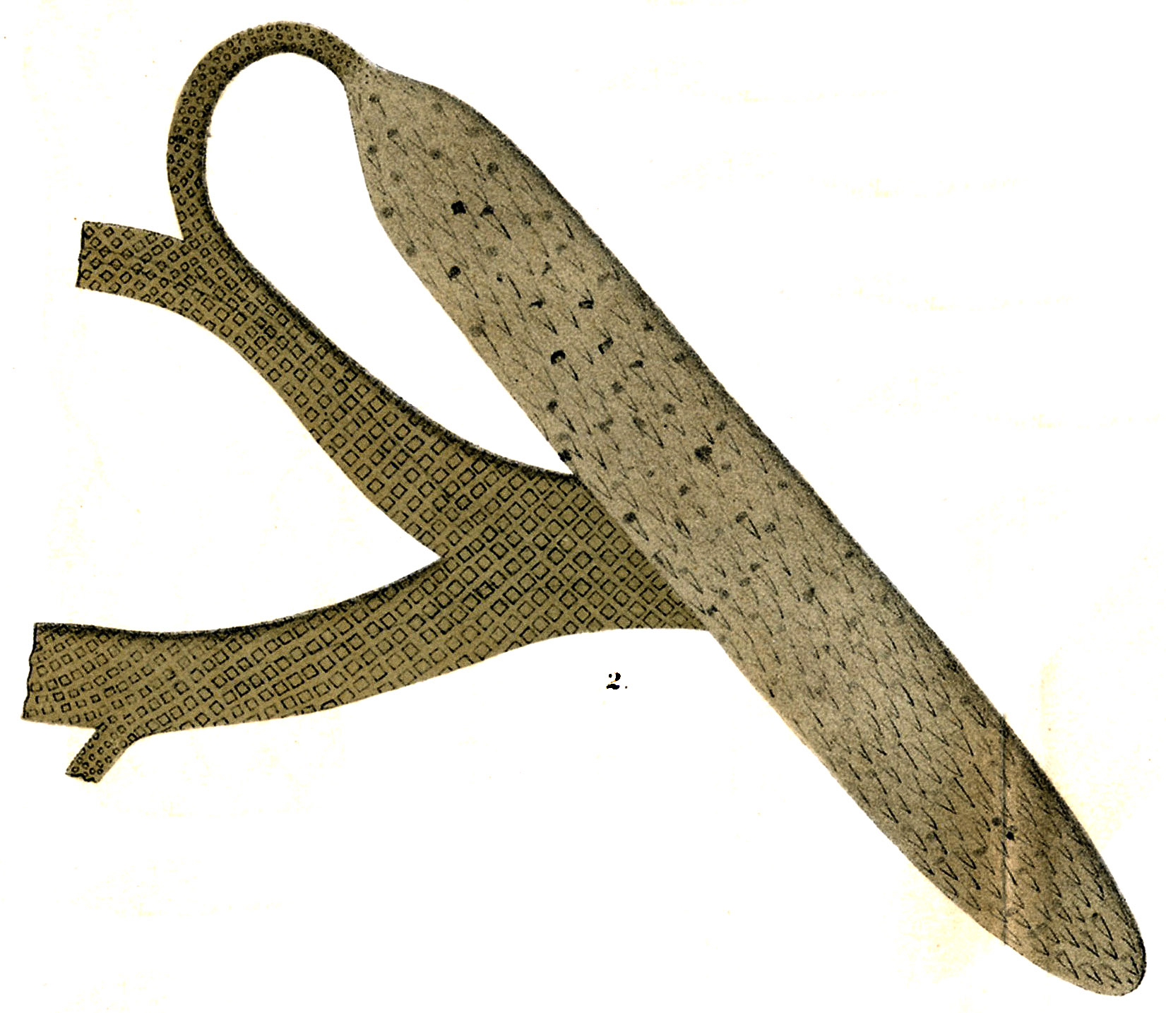 Lepidostrobus variabilis, Lesquereux Plate CVII, No.2